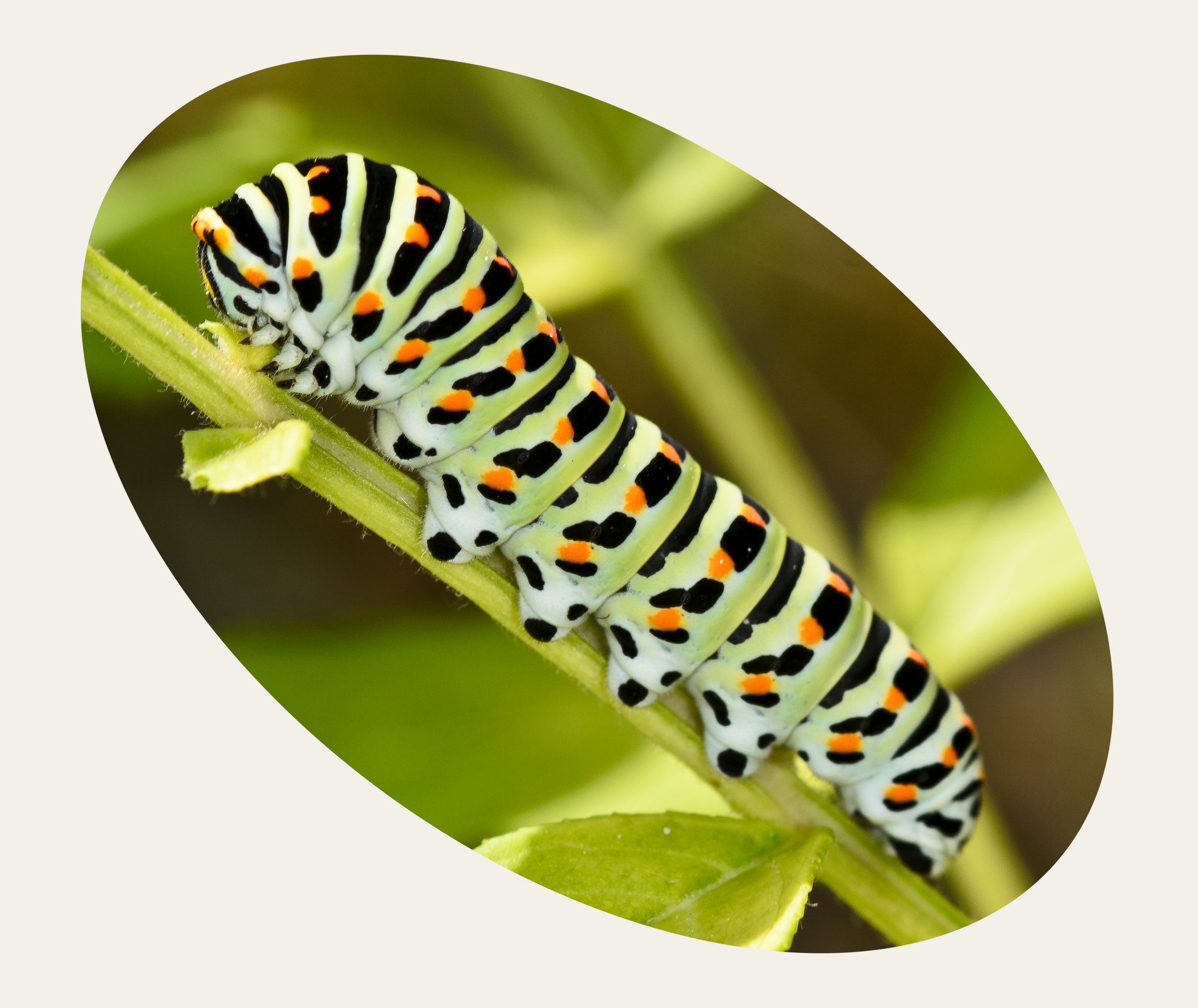 Raupe des Schwalbenschanzes mit Warnfarbe (Foto W. Piepers)