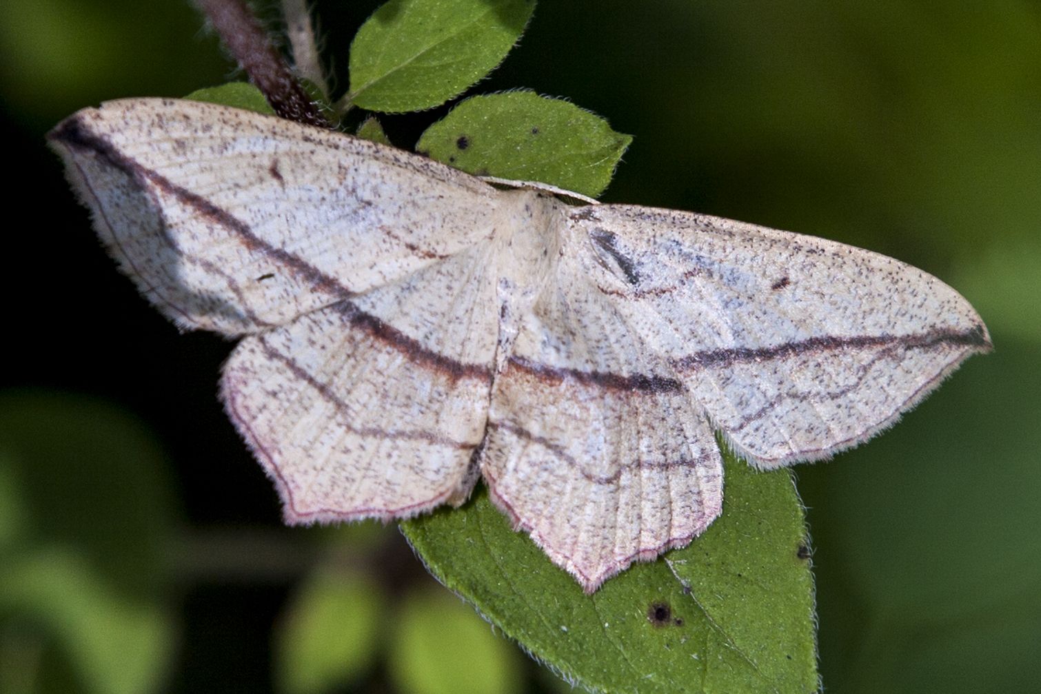Ampferspanner (Timandra comae) Bild: Gudrun Müller