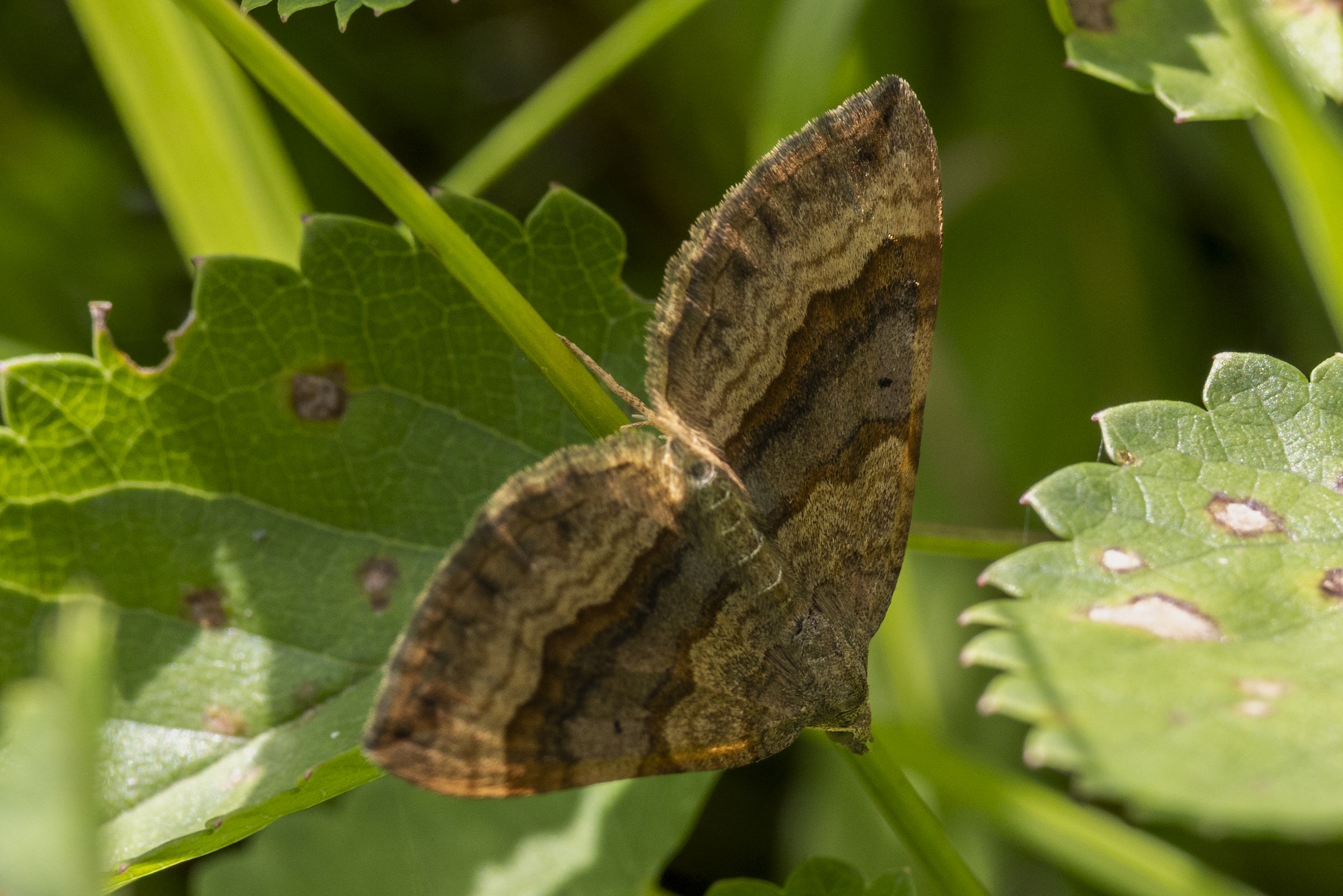 Braunbinden-Wellenstriemenspanner (Scotopteryx chenopodiata) Bild: Gudrun Müller