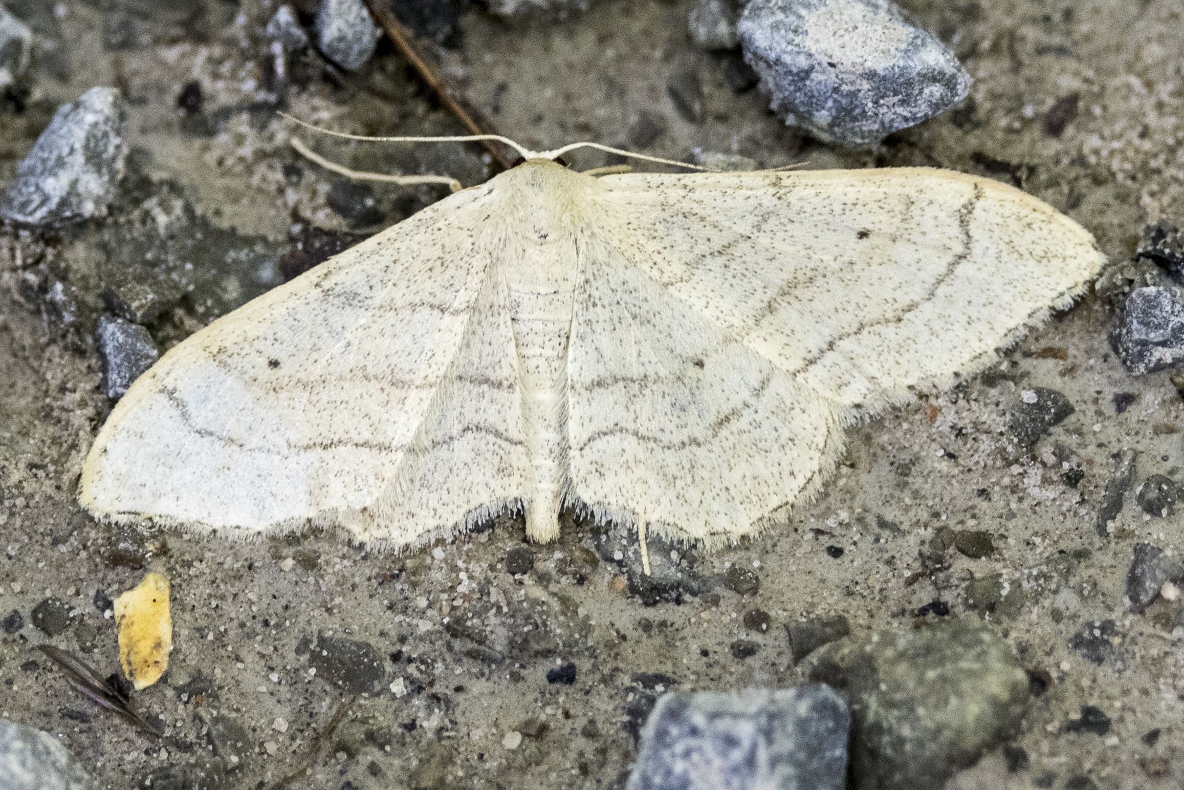 Dunkelbindiger Doppellinien-Zwergspanner (Idaea aversata f.remutata) Bild: Gudrun Müller