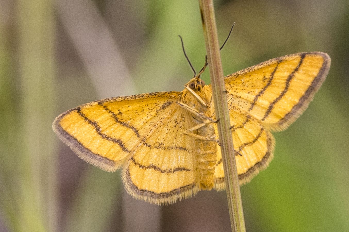Goldgelber Magerrasen-Zwergspanner (Idaea aureolaria) Bild: Gudrun Müller