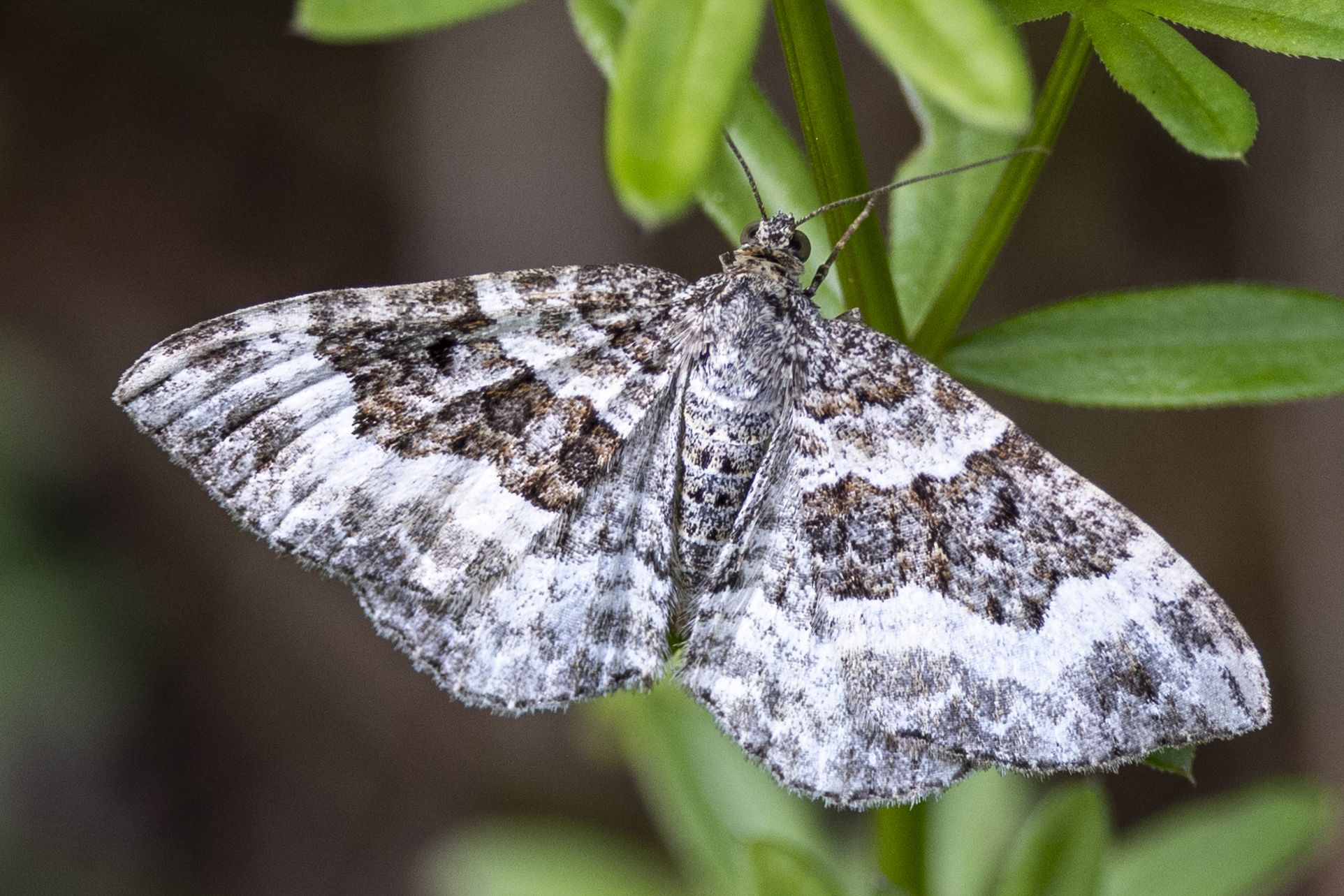 Graubinden-Labkrautspanner (Epirrhoe alternata) Bild: Gudrun Müller