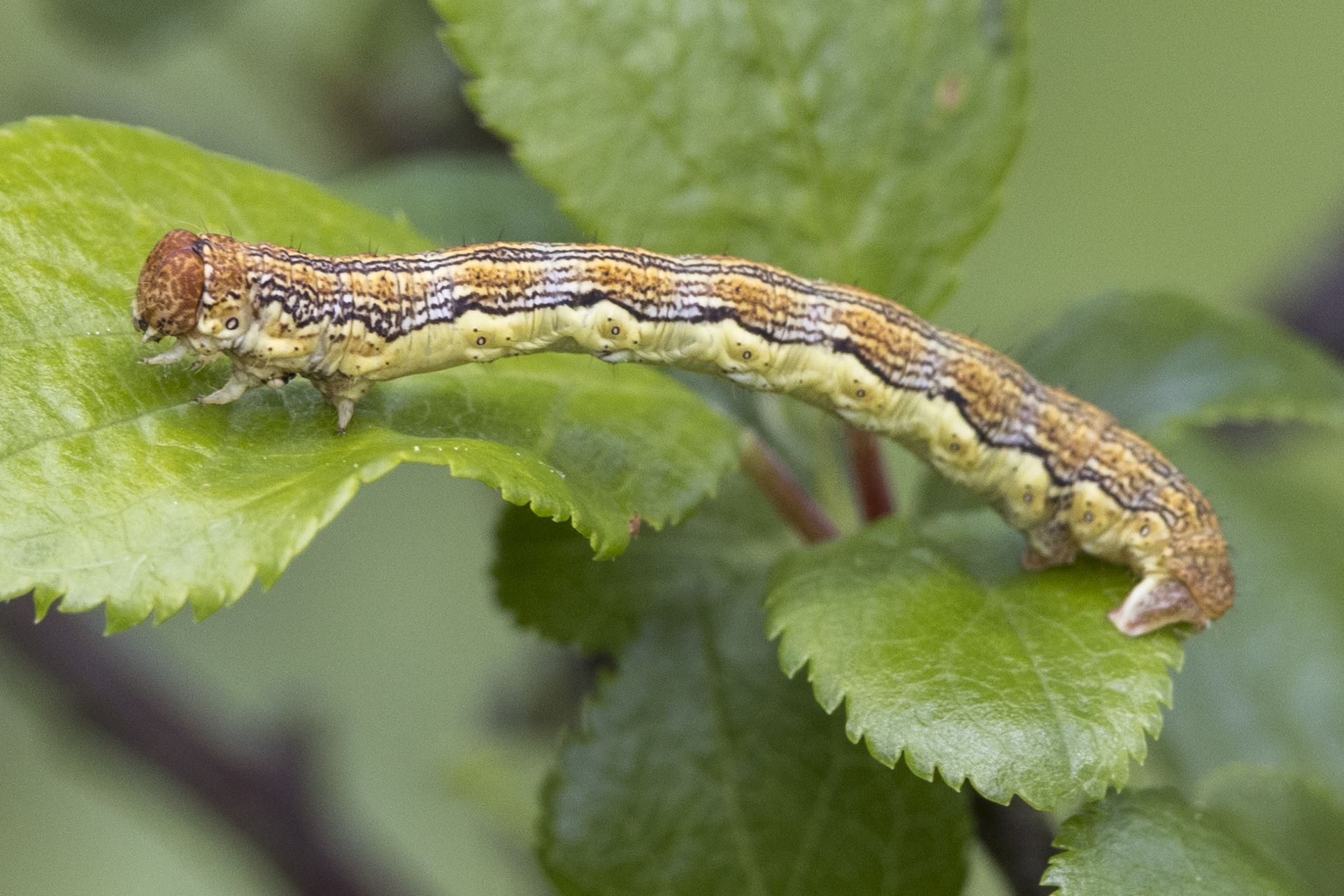 Raupe des Großen Frostspanners (Erannis defoliaria) Bild: Gudrun Müller