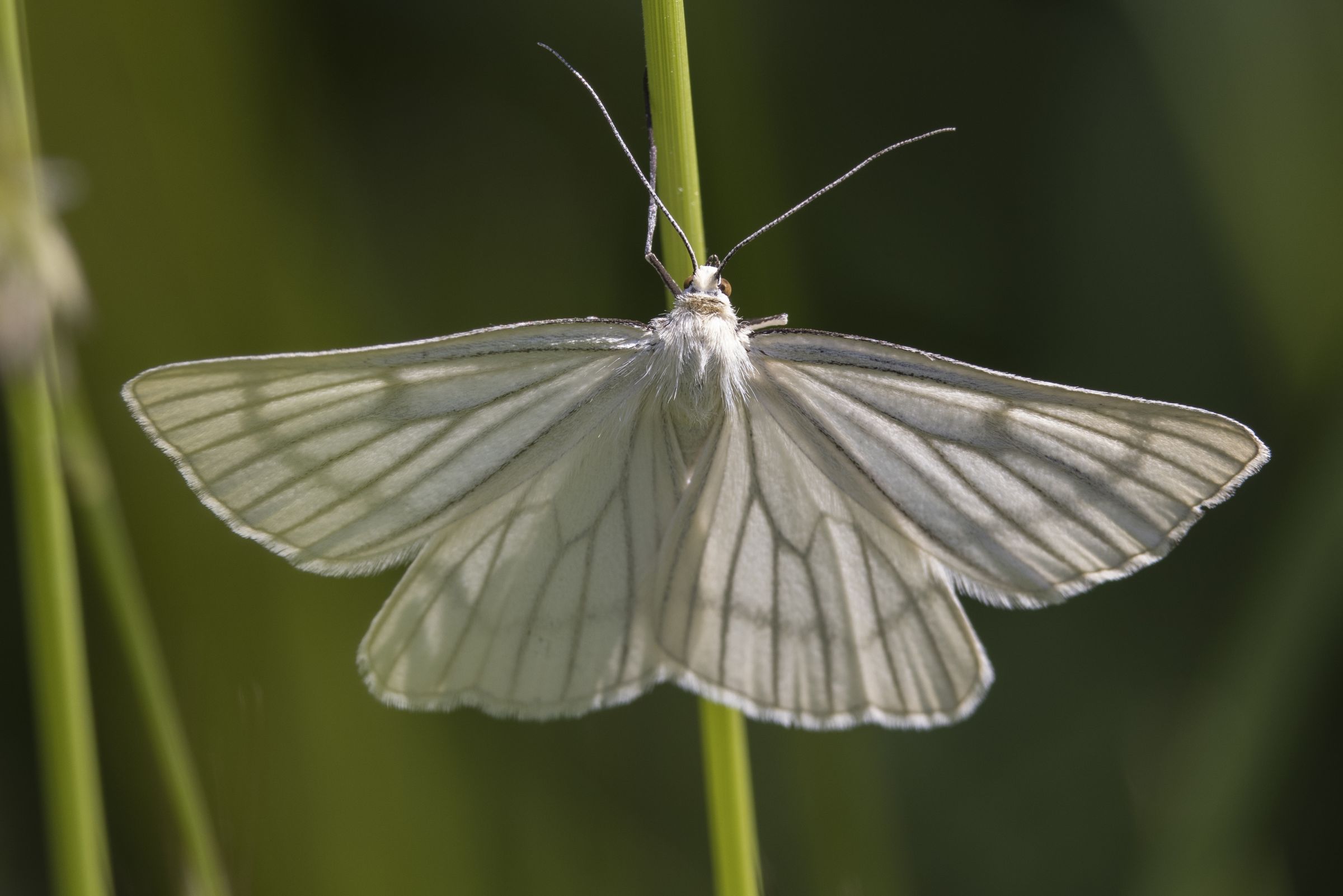 Hartheu-Spanner (Siona lineata) Bild: Gudrun Müller
