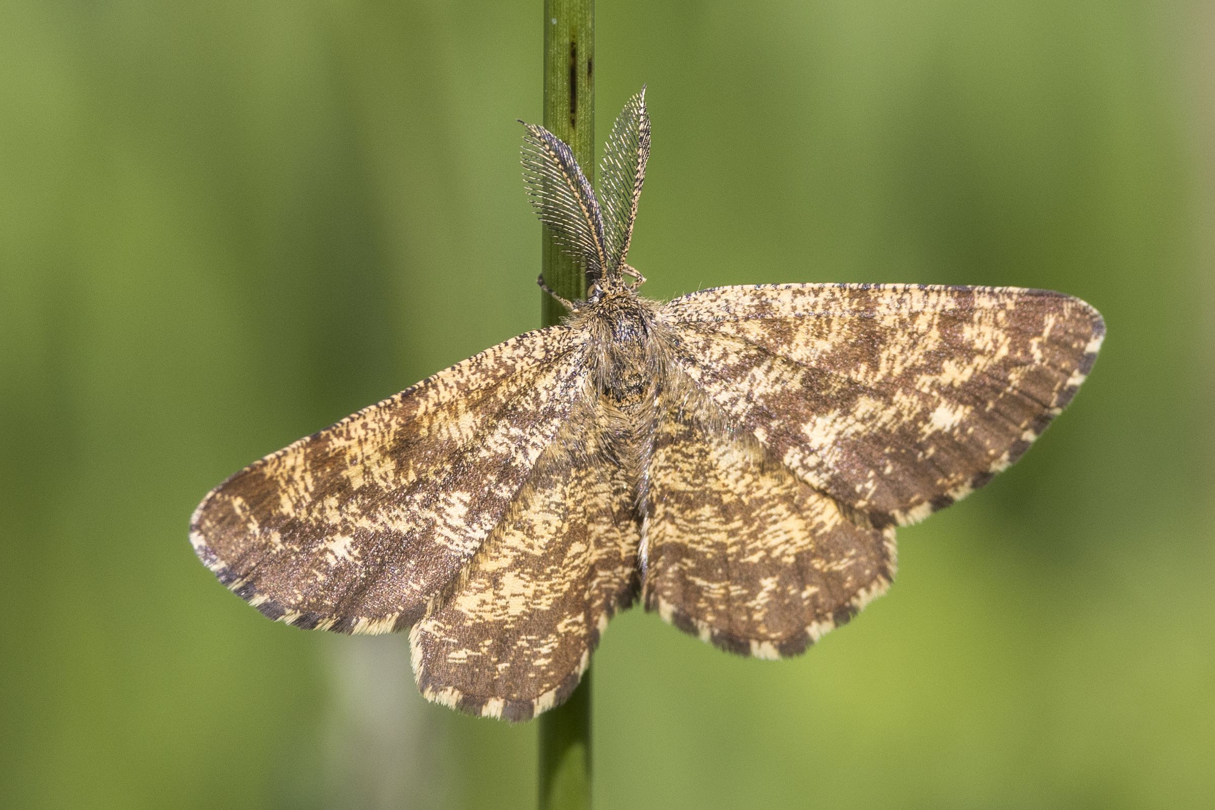 Heidespanner (Ematurga atomaria), an den Fühlern als Männchen zu erkennen; Bild: Gudrun Müller