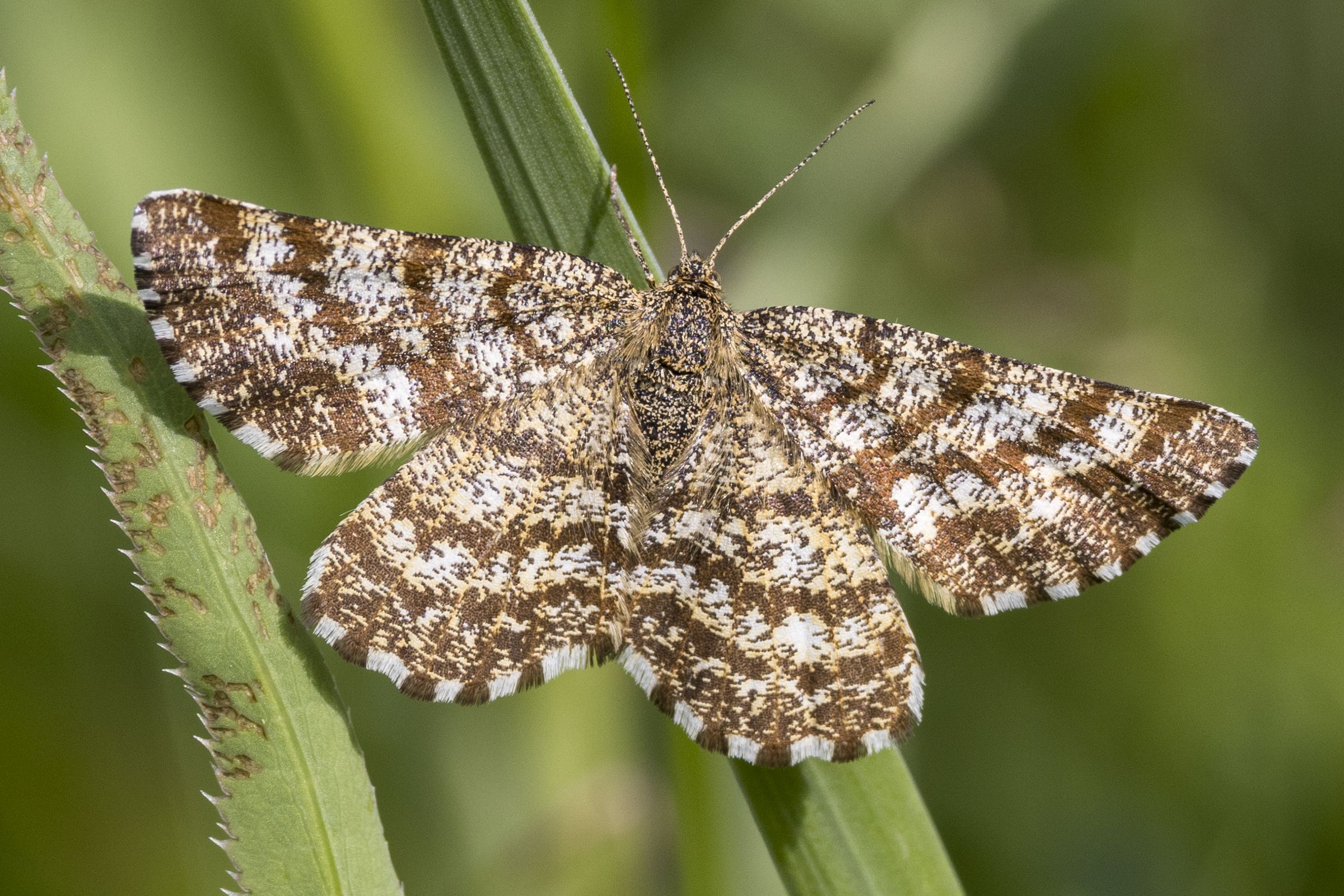 Heidespanner (Ematurga atomaria), an den Fühlern als Weibchen zu erkennen; Bild: Gudrun Müller