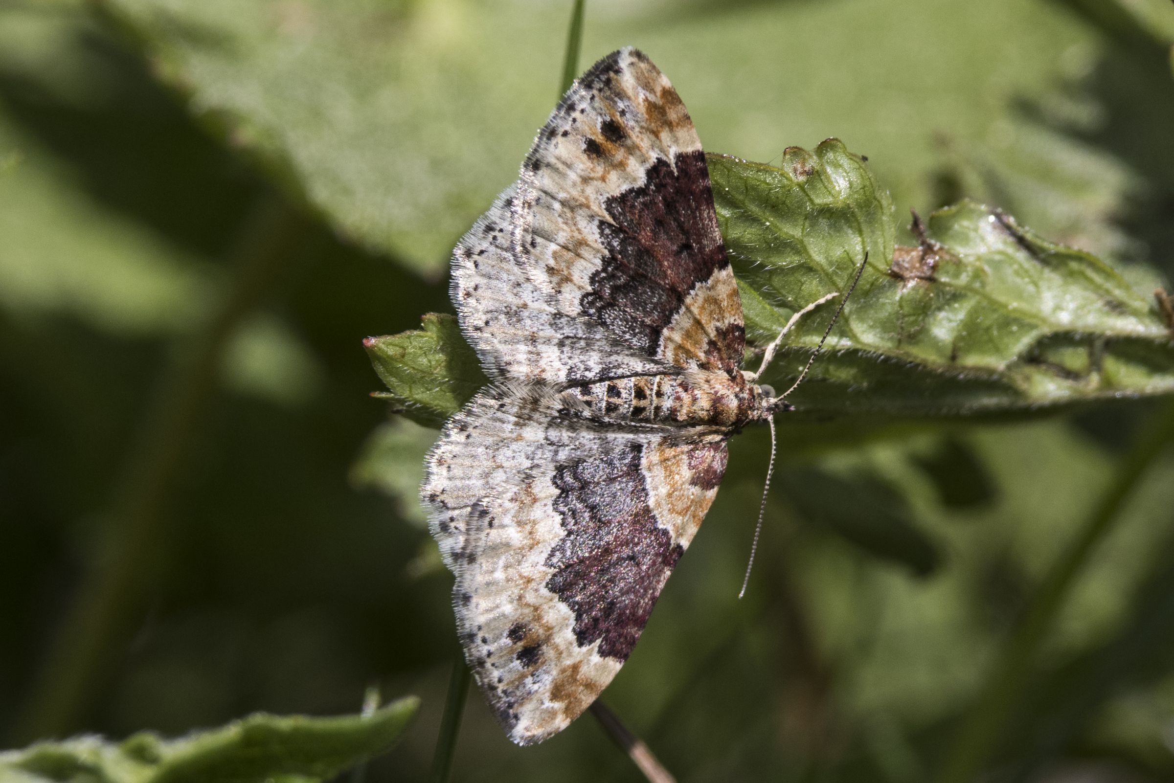 Heller Rostfarben-Blattspanner (Xanthorhoe spadicearia) Bild: Gudrun Müller