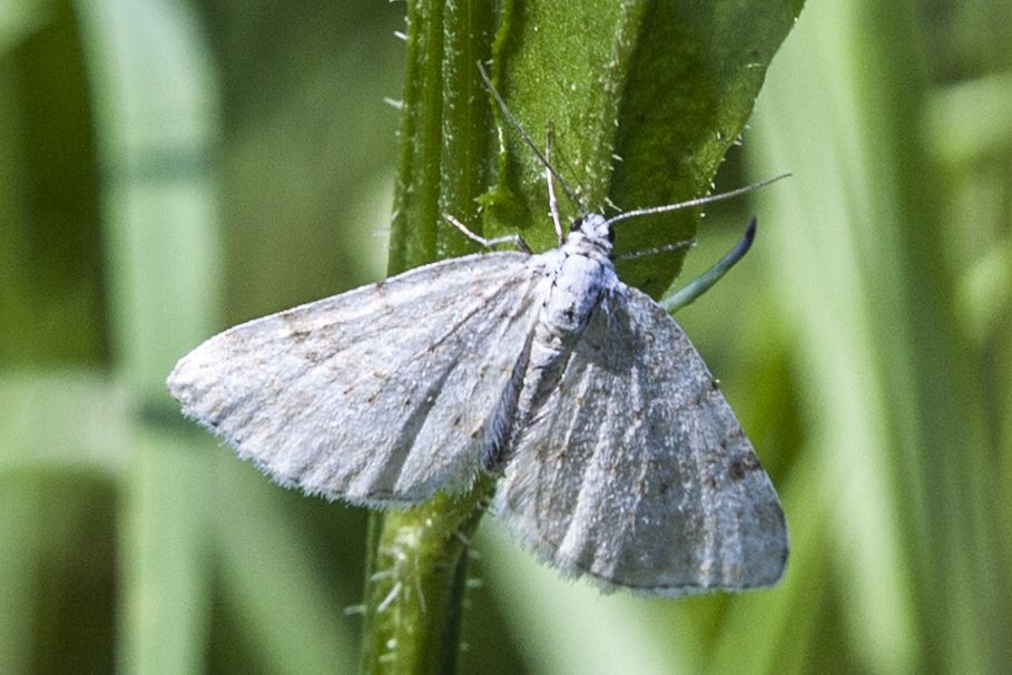 Klappertopf Kapselspanner (Perizoma albulata) Bild: Gudrun Müller