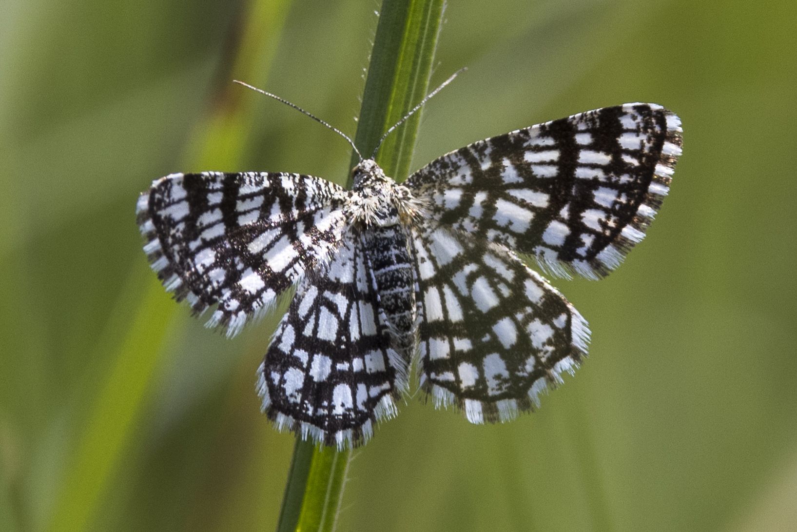 Klee-Gitterspanner (Chiasmia clathrata) Bild: Gudrun Müller