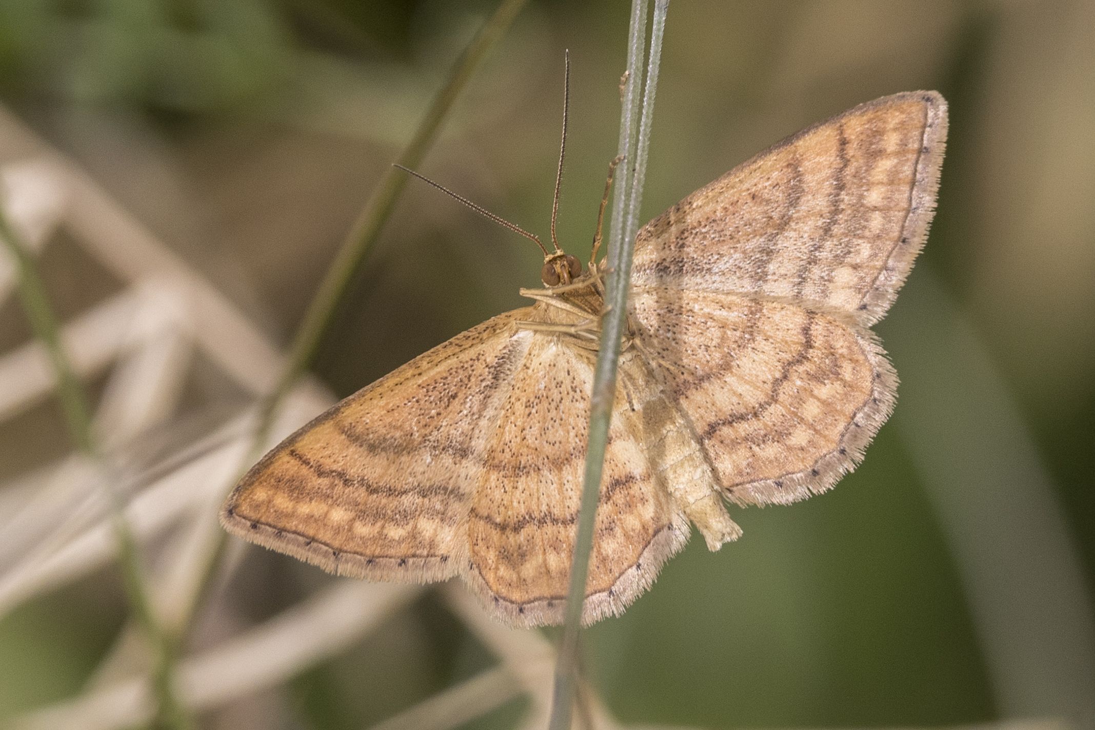 Ockerfarbiger Steppenheiden-Zwergspanner (Idaea ochrata) Bild: Gudrun Müller