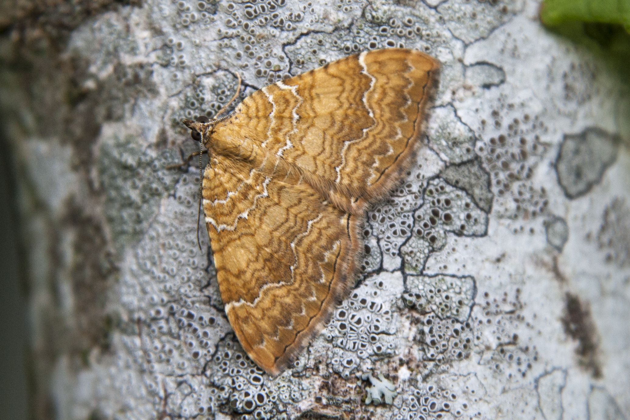 Ockergelber Blattspanner (Camptogramma bilineata) Bild: Gudrun Müller