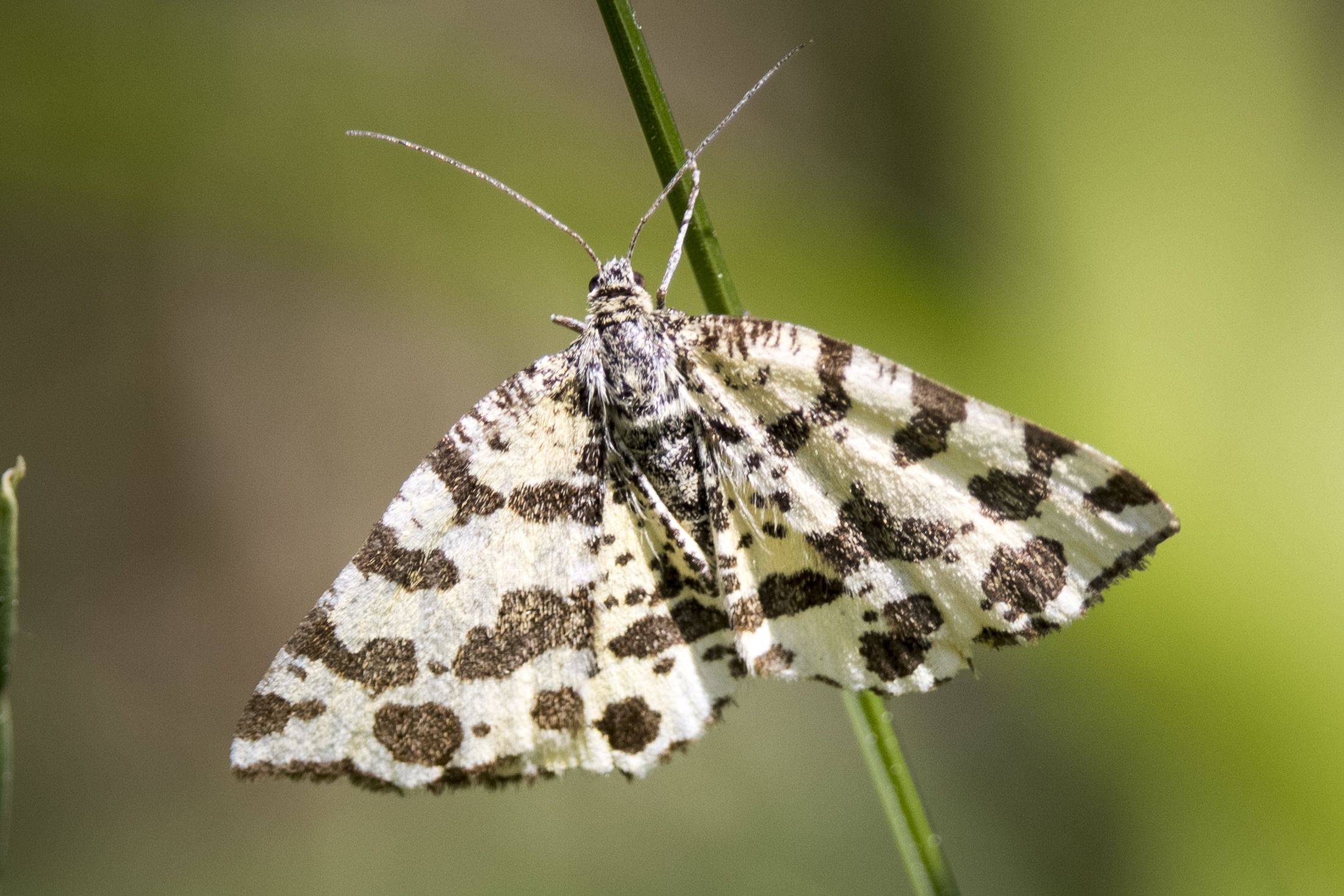 Pantherspanner (Pseudopanthera macularia) Bild: Gudrun Müller