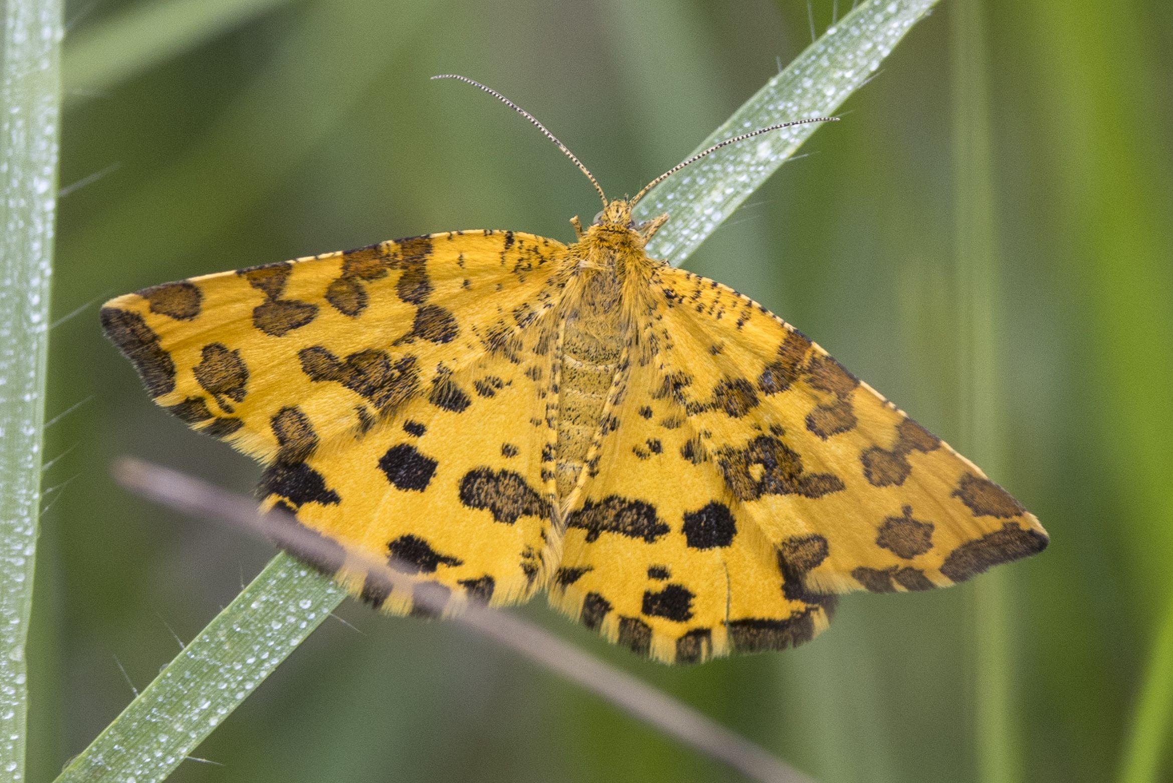 Pantherspanner (Pseudopanthera macularia) Bild: Gudrun Müller
