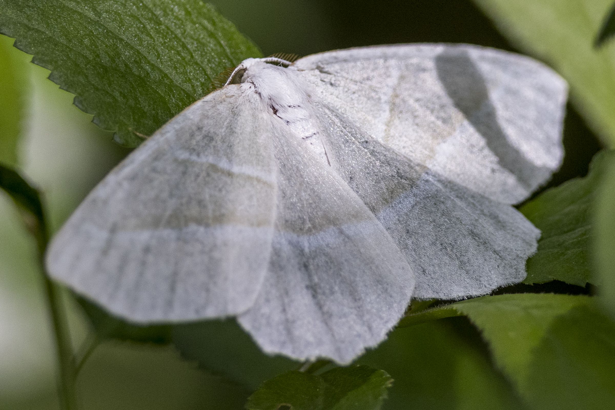 Perlglanzspanner (Campaea margaritaria) Bild: Gudrun Müller