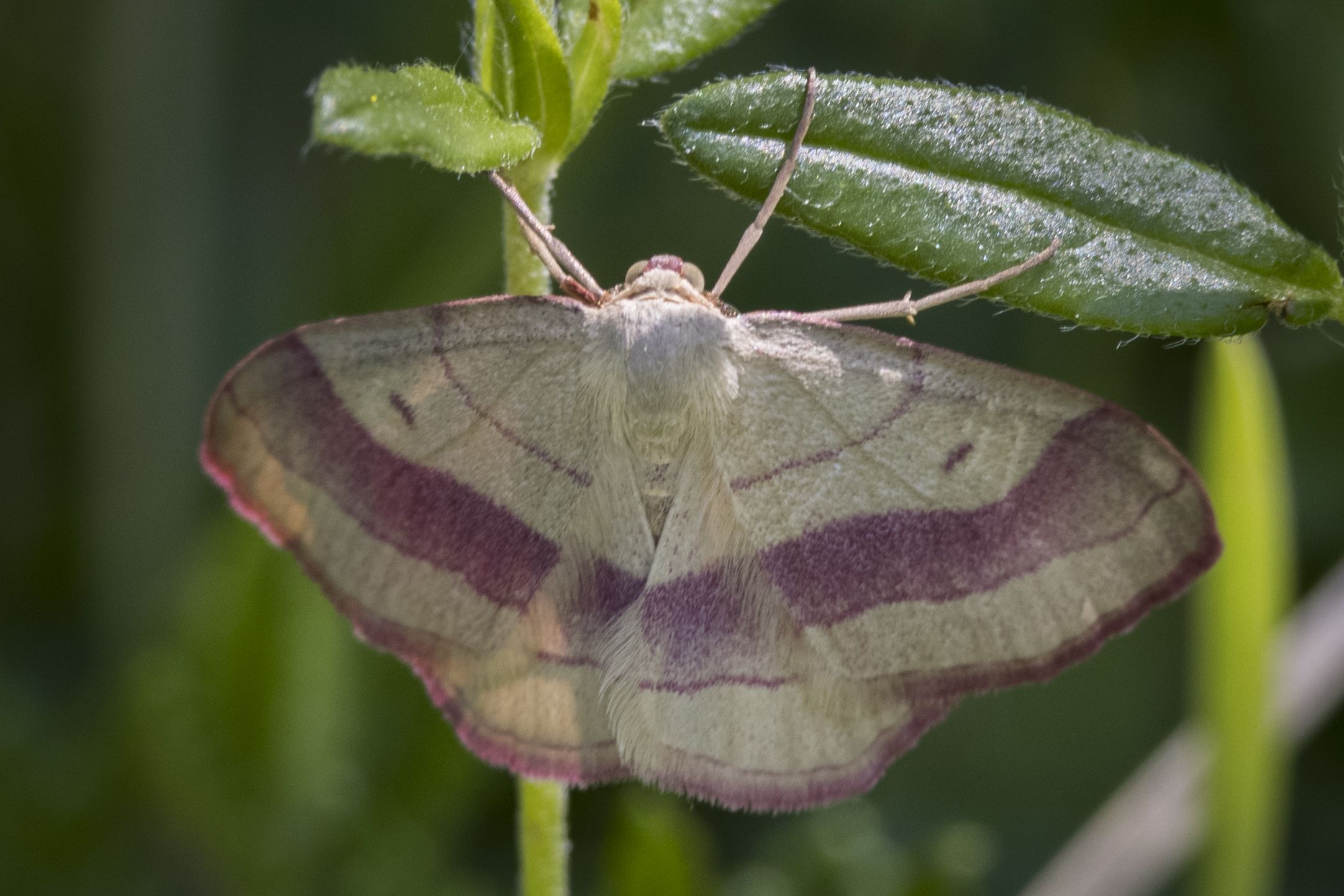 Rotbandspanner (Rhodostrophia vibicaria) Bild: Gudrun Müller
