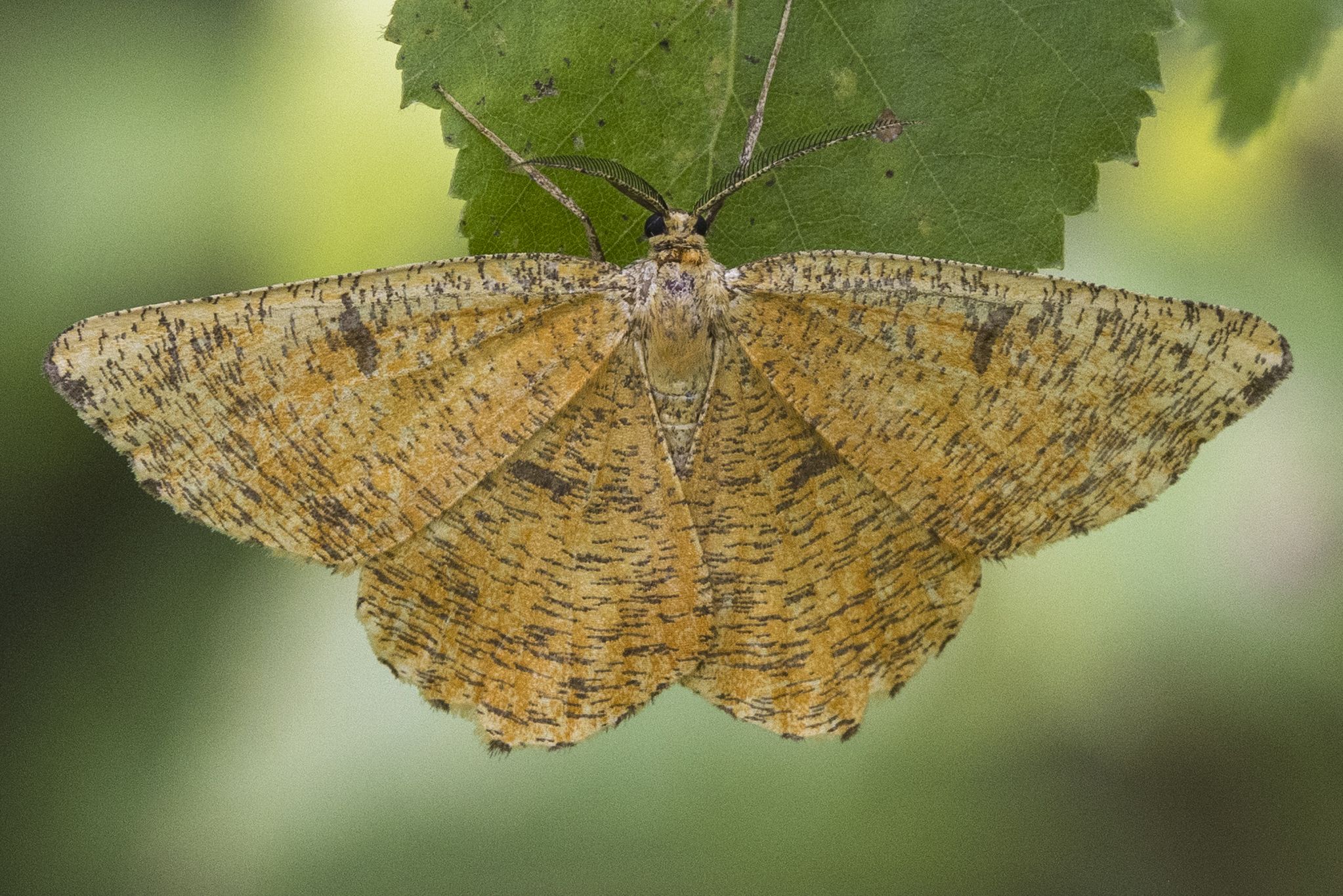 Schlehenspanner (Angerona prunaria) Bild: Gudrun Müller