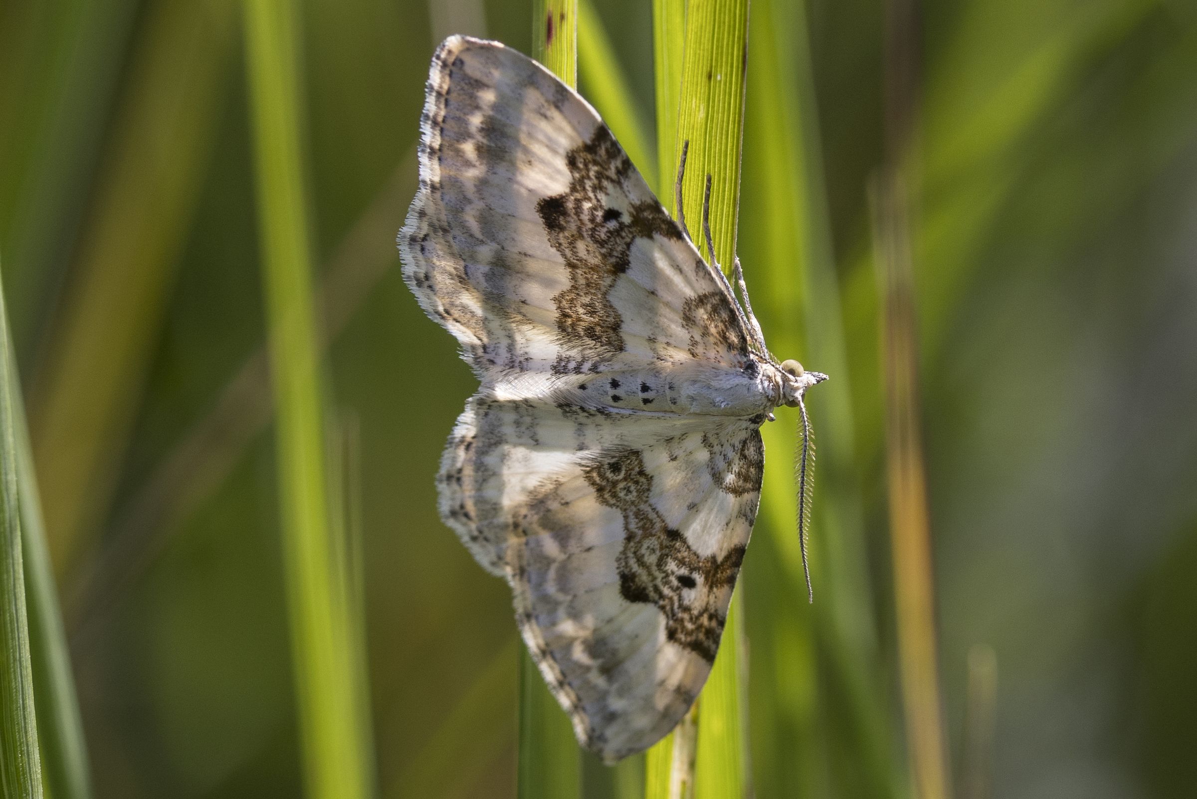 Schwarzbraunbinden-Blattspanner (Xanthorhoe montanata) Bild: Gudrun Müller
