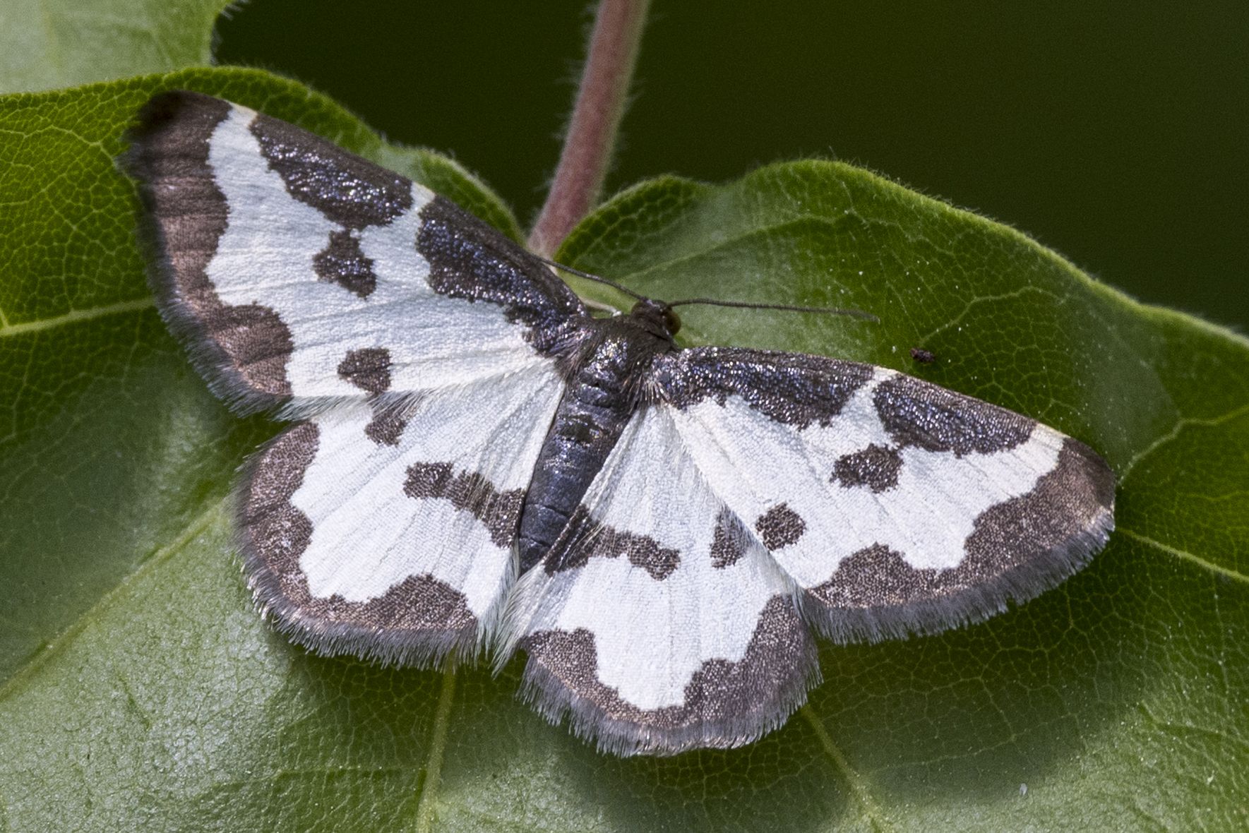Vogelschmeiß-Spanner (Lomaspilis marginata) Bild: Gudrun Müller