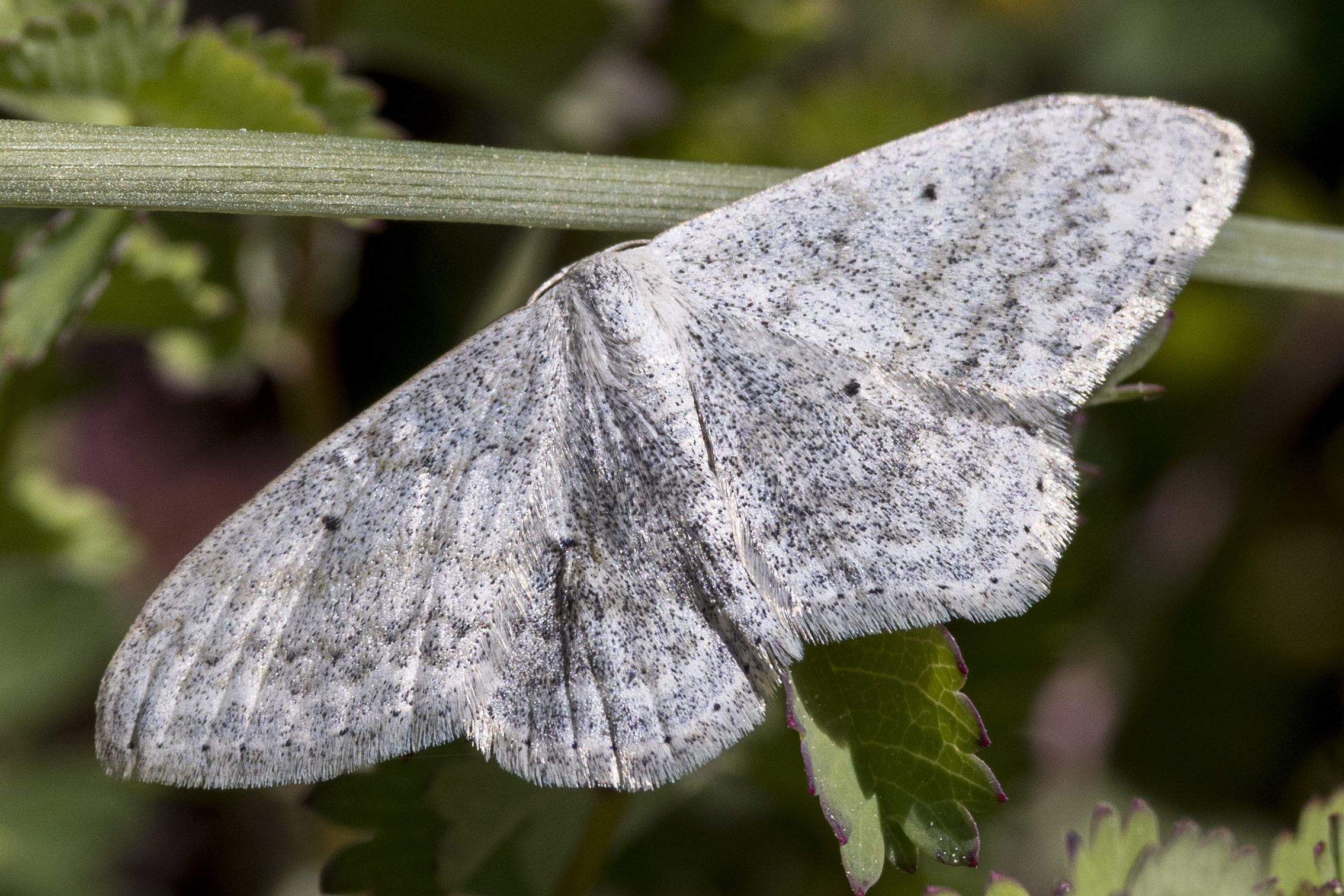 Weißgrauer Kleinspanner (Scopula incanata) Bild: Gudrun Müller