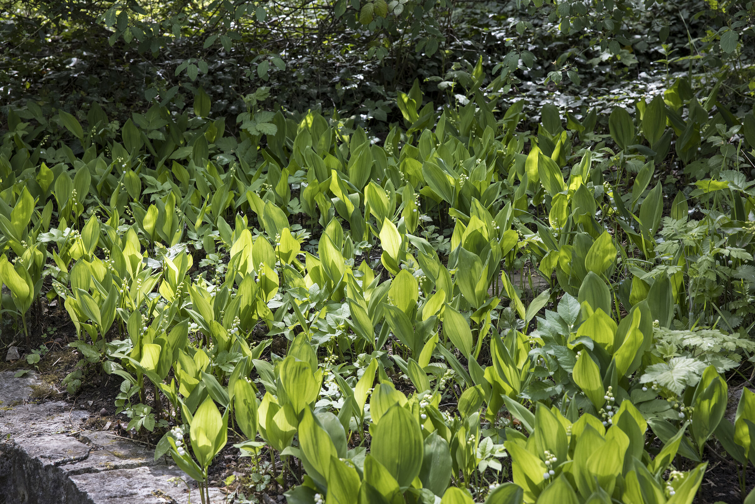 Das Maiglöckchenbeet - Convallaria majalis