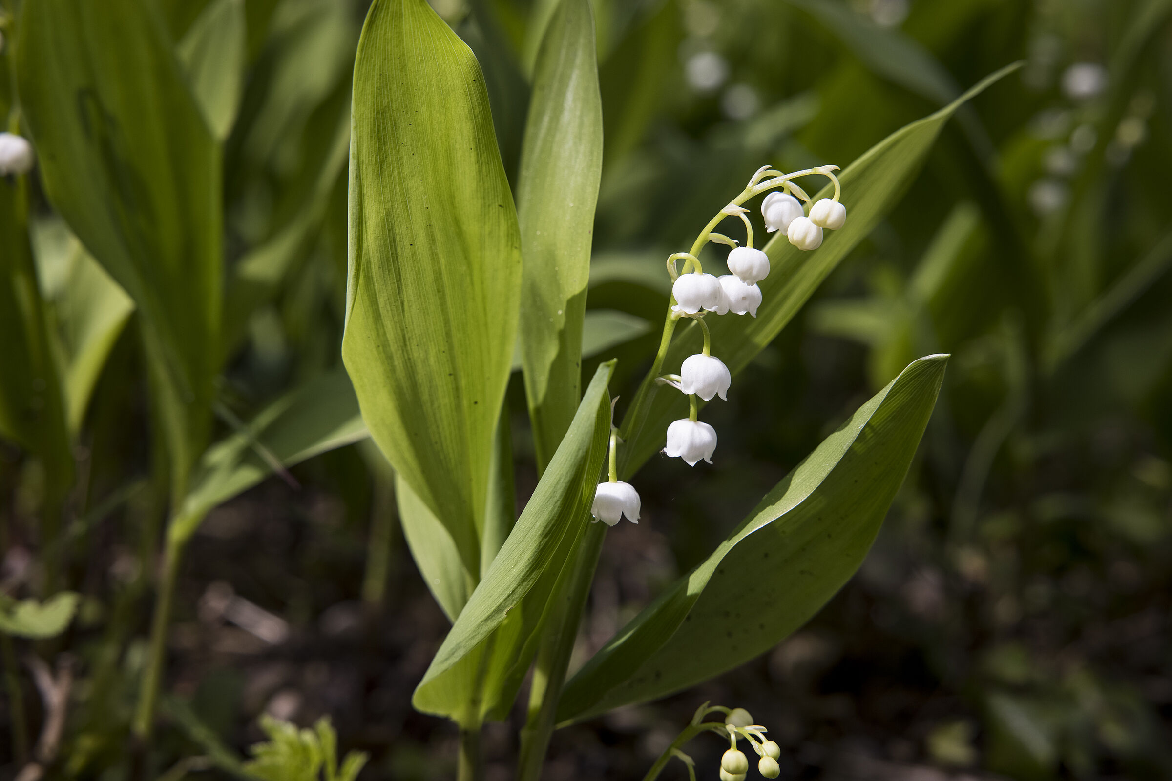 Maiglöckchen - Convallaria majalis