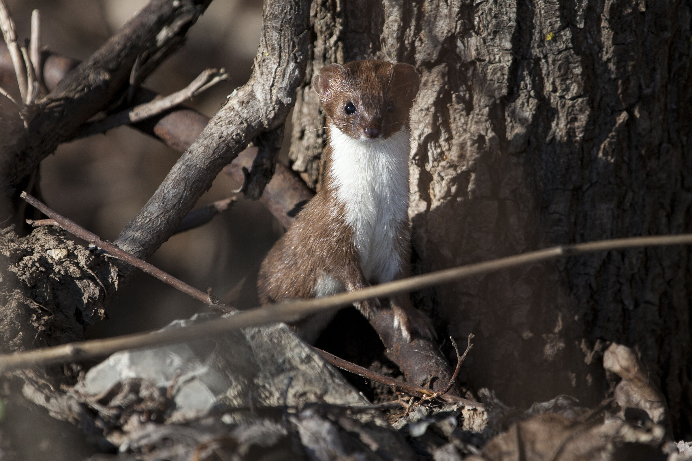 Mauswiesel - Mustela nivalis