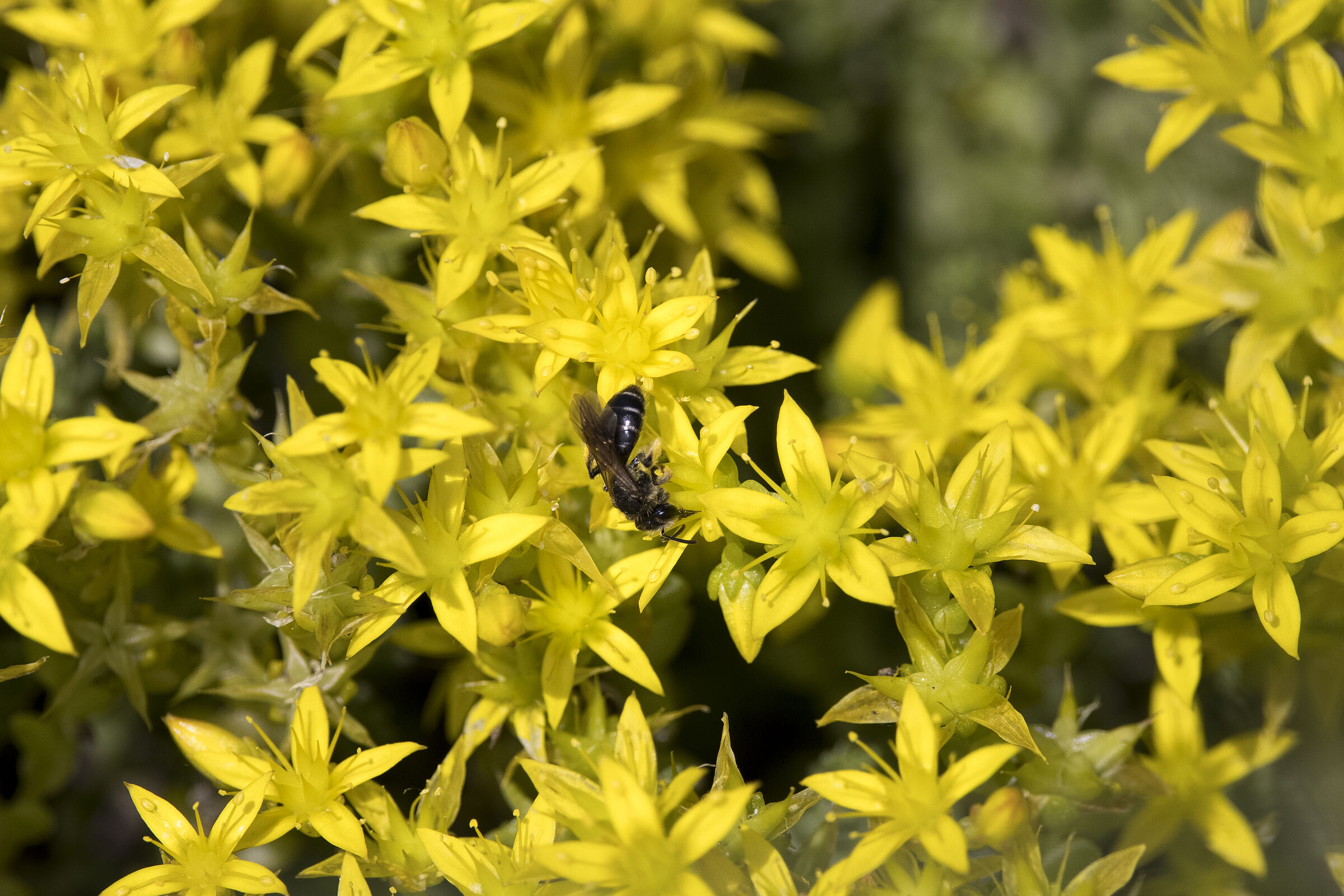 Sandbiene - Andrena sp. auf Scharfer Fetthenne - Sedum acre