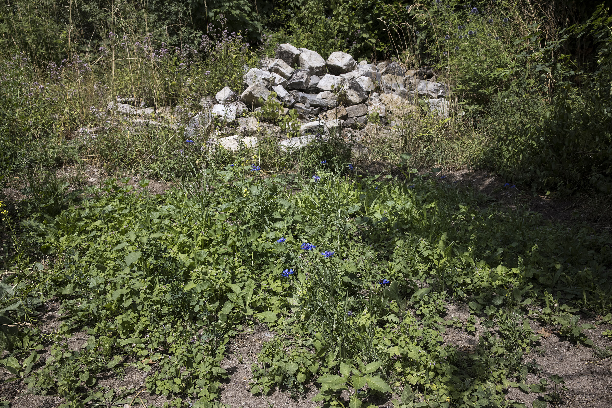 Wildstauden mit blühender Kornblume - Centaurea cyanus vor dem Steinhaufen bieten zusätzlichen Lebensraum