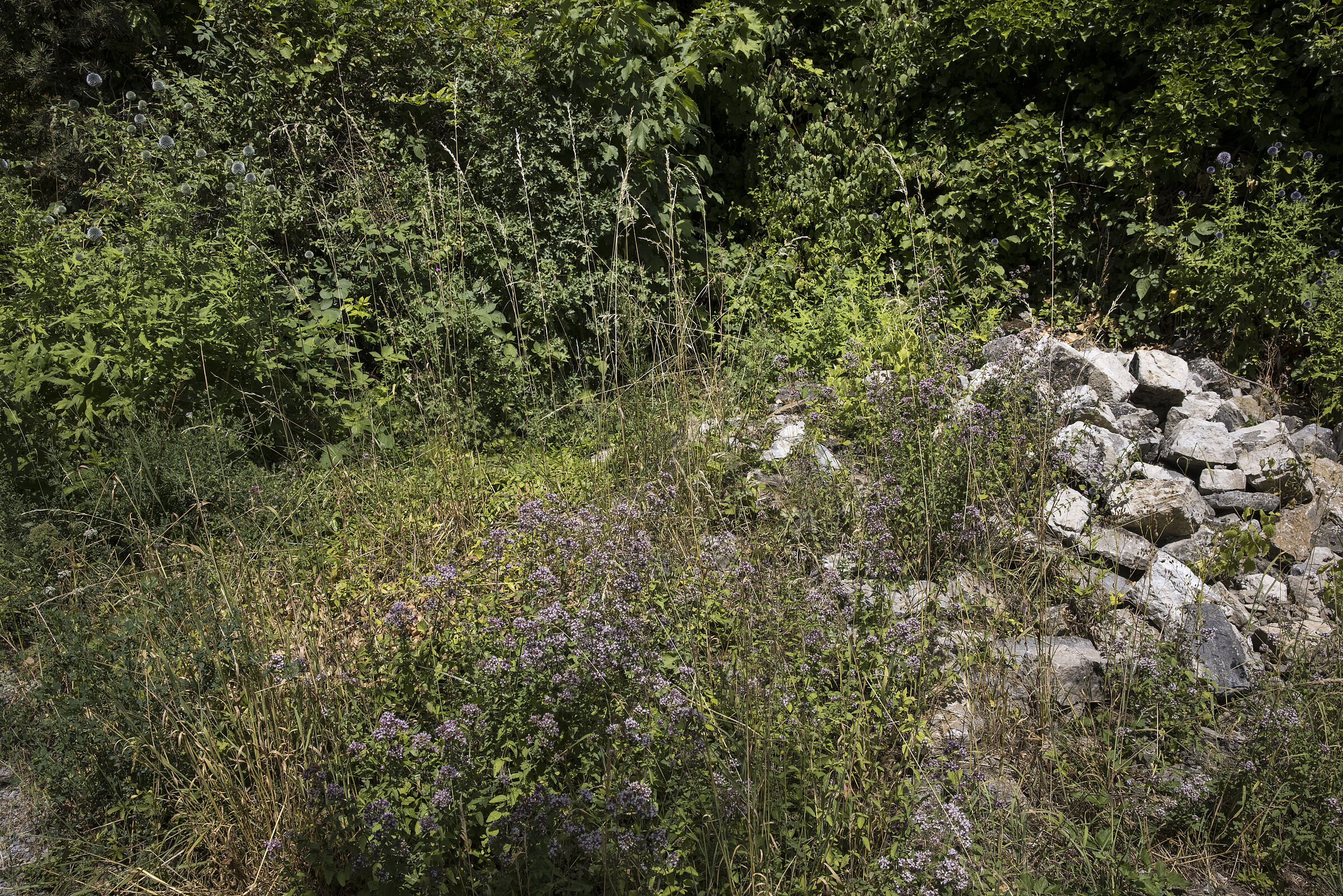 Der Steinhaufen mit Gewöhnlichem Dost - Origanum vulgare) und Drüsiger Kugeldistel - Echniniops sphaerocephaluseldistel (Echniniops sphaerocephalus) Anfang Juli