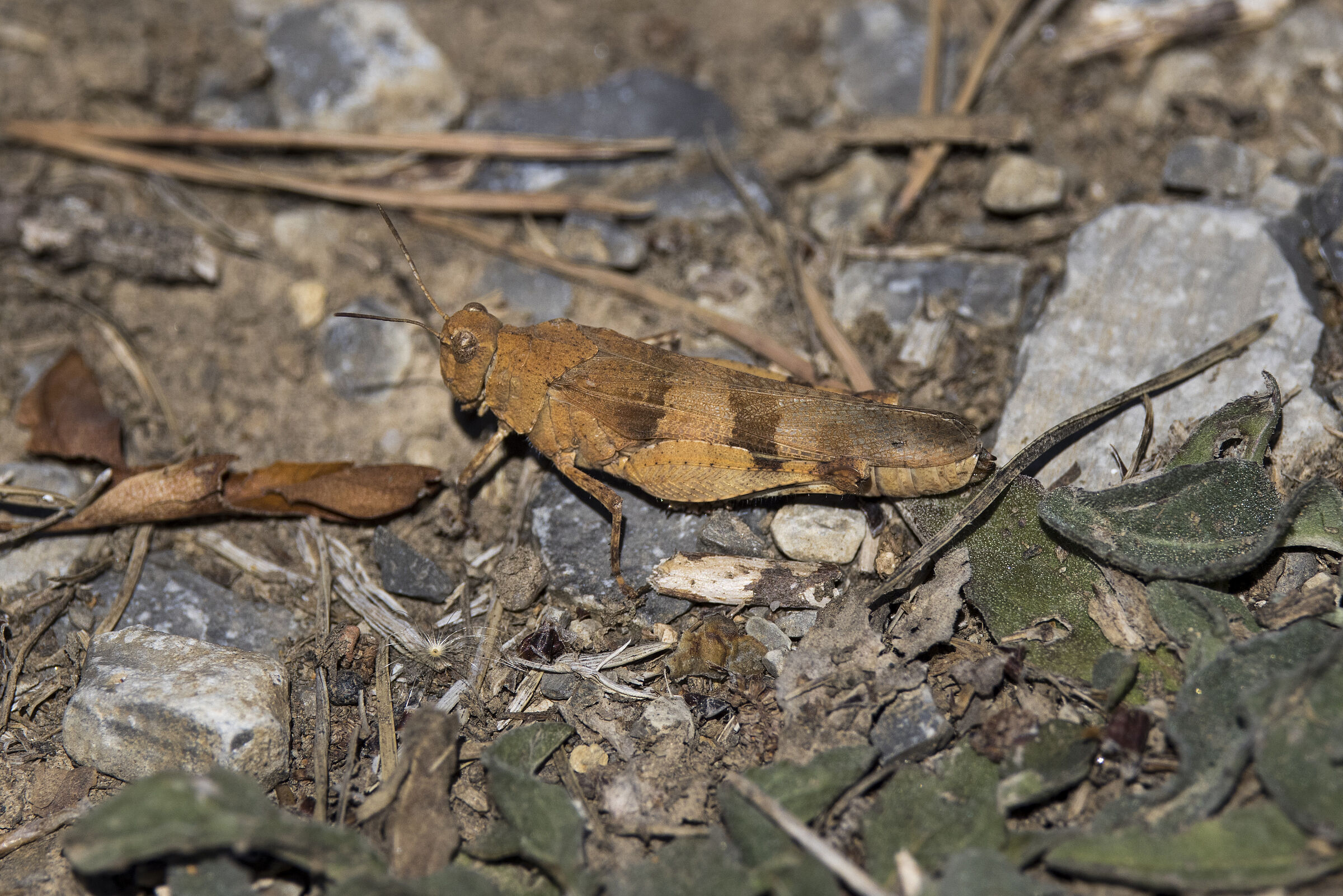 Blauflügelige Ödlandschrecke - Oedipoda caerulescens