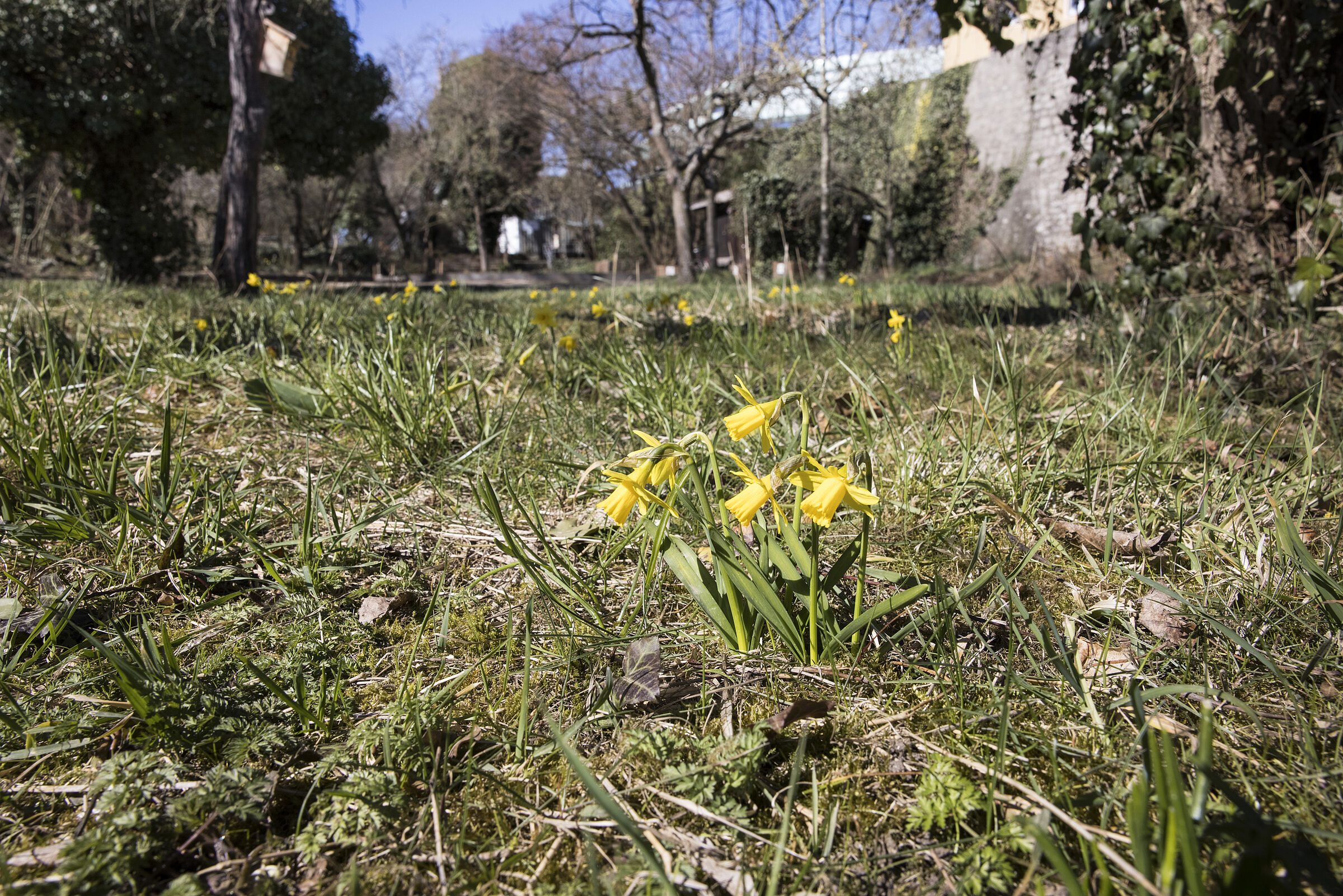 März: Zeit der Frühblüher wie z.B. Narzissen (Bild: Gudrun Müller)