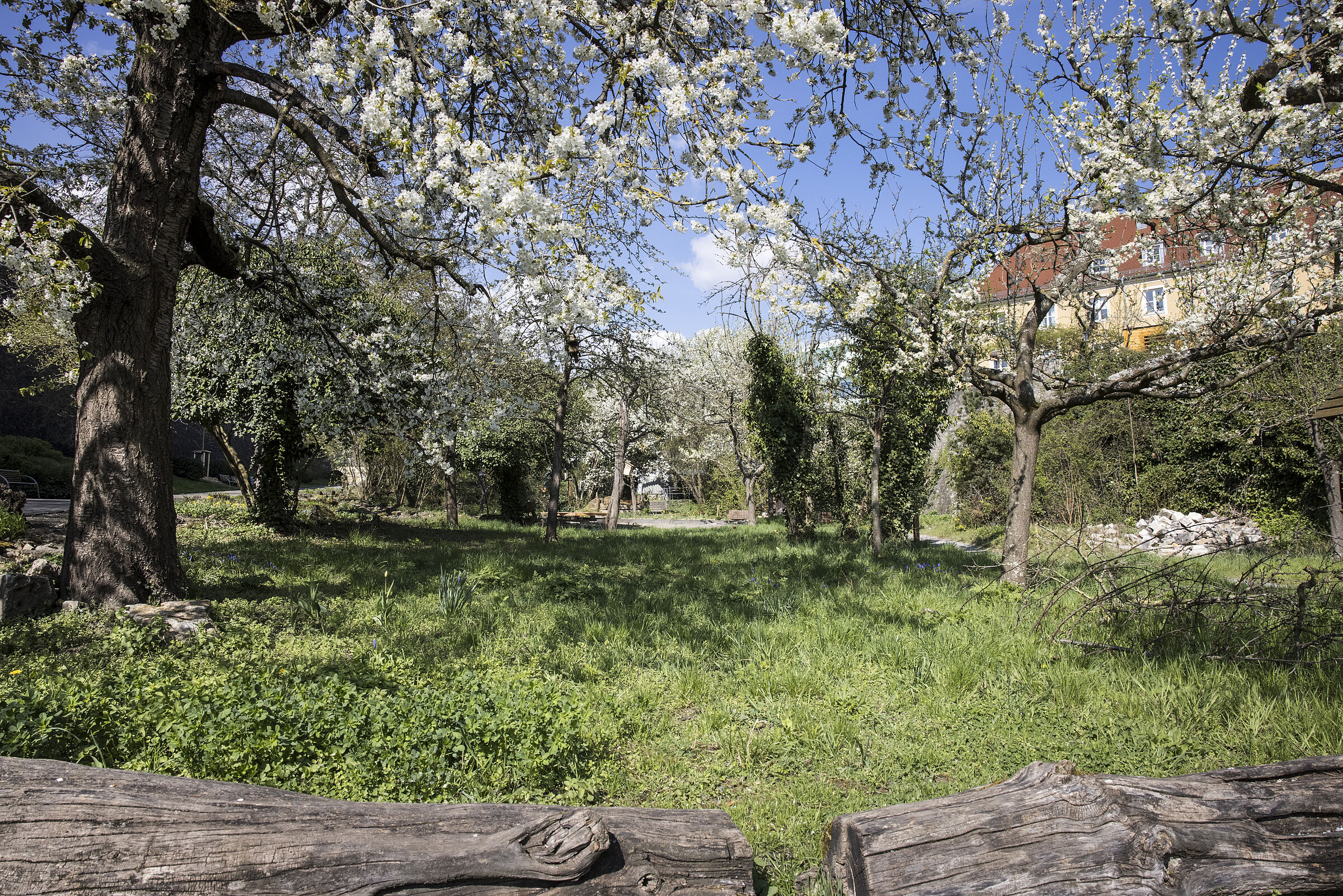 Mai: Beginn der Obstbaumblüte