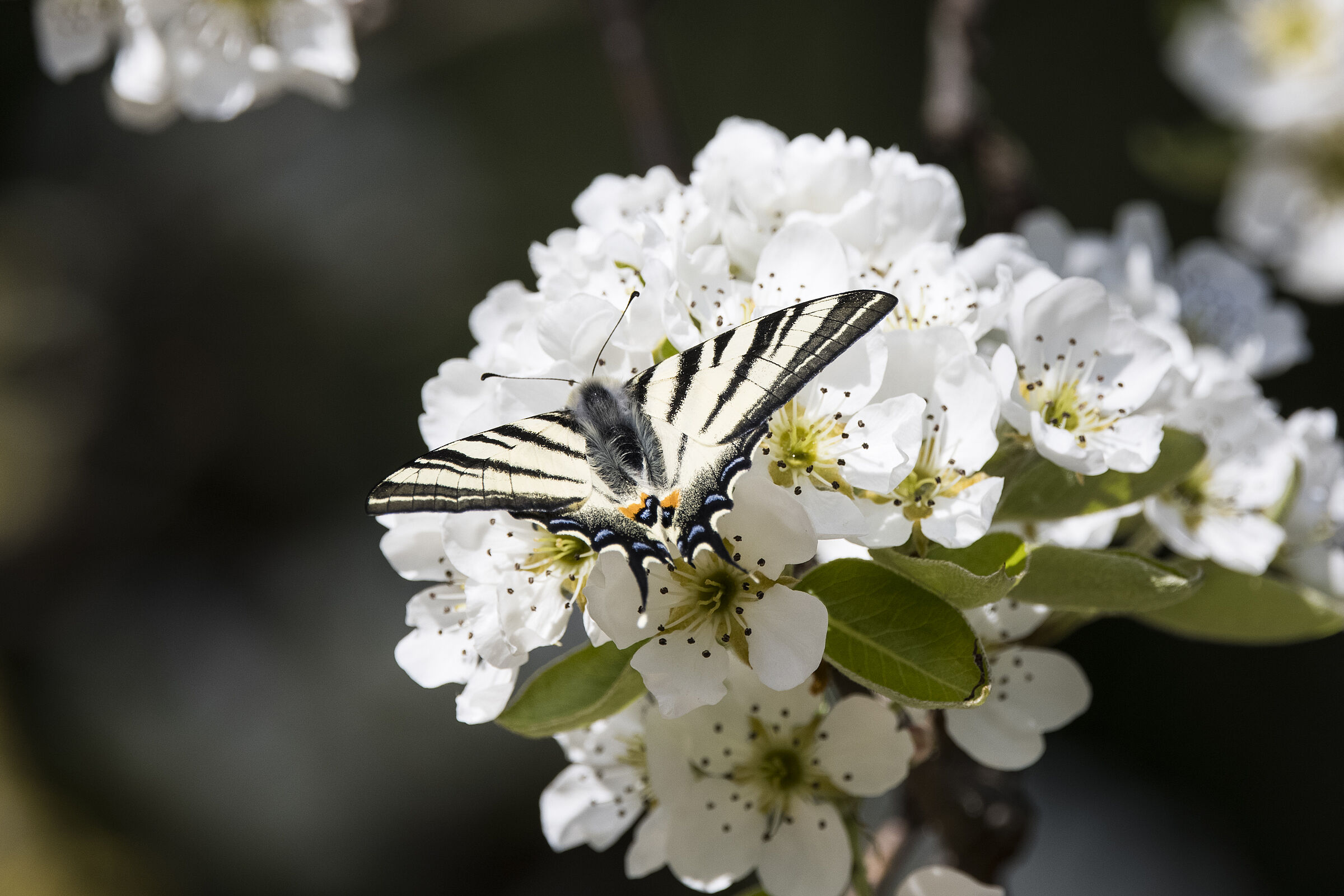 Mai: Der Tisch ist gedeckt für den Segelfalter - Iphiclides podalirius