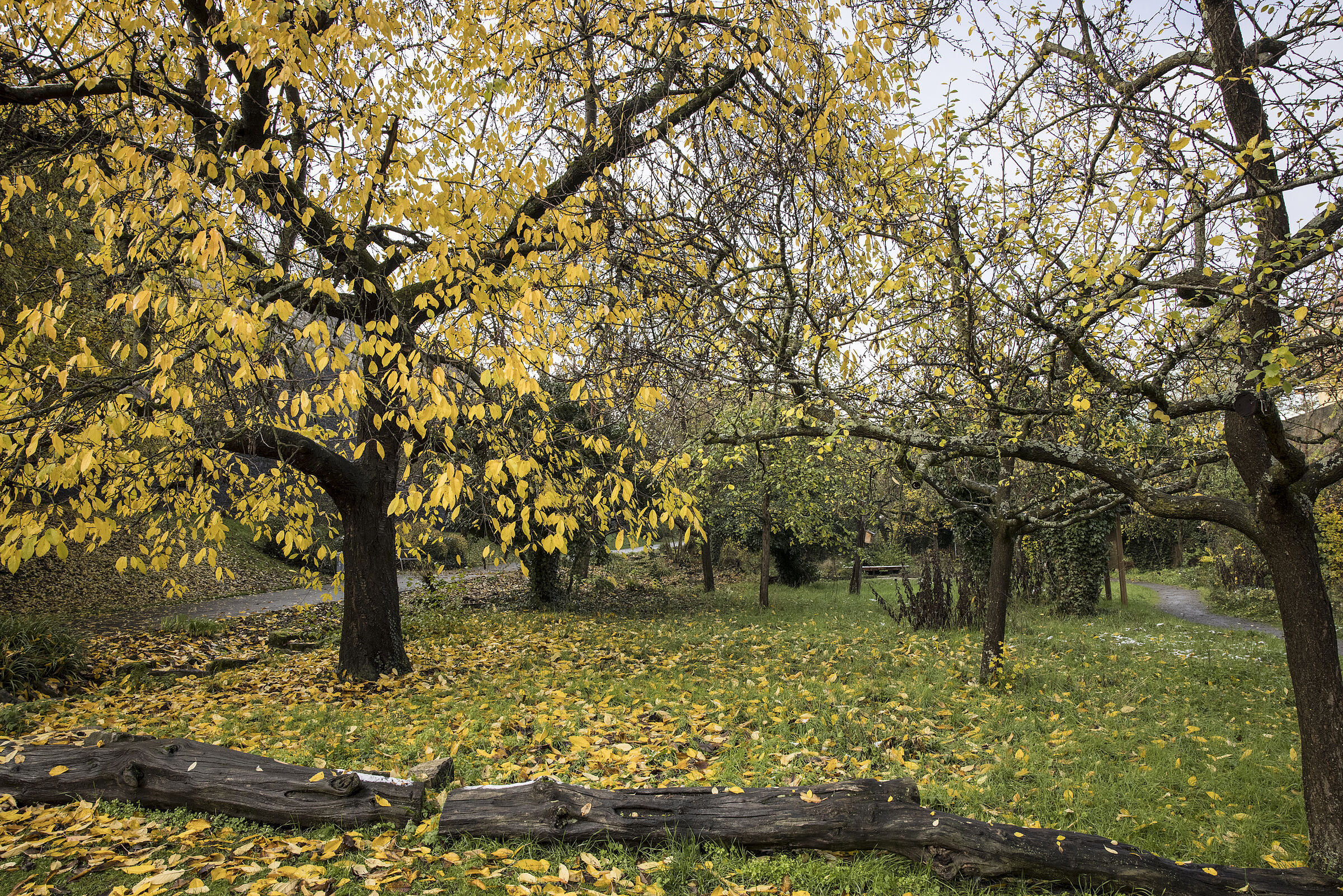 Oktober/November: Die Blätter fallen (Bild: Gudrun Müller)