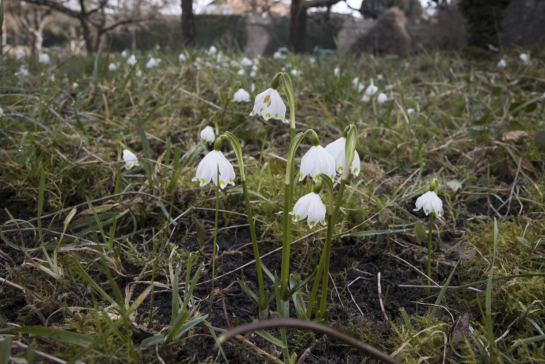 Februar: Die Märzenbecher (Leucojum vernum) kommen schon. (Bild: Gudrun Müller)