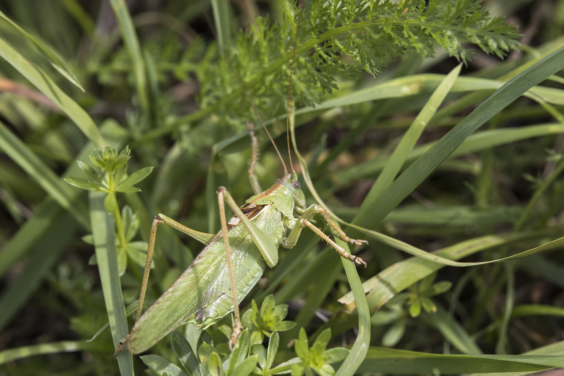 Grünes Heupferd (Tettigonia viridissima) (Bild: Gutrun Müller)