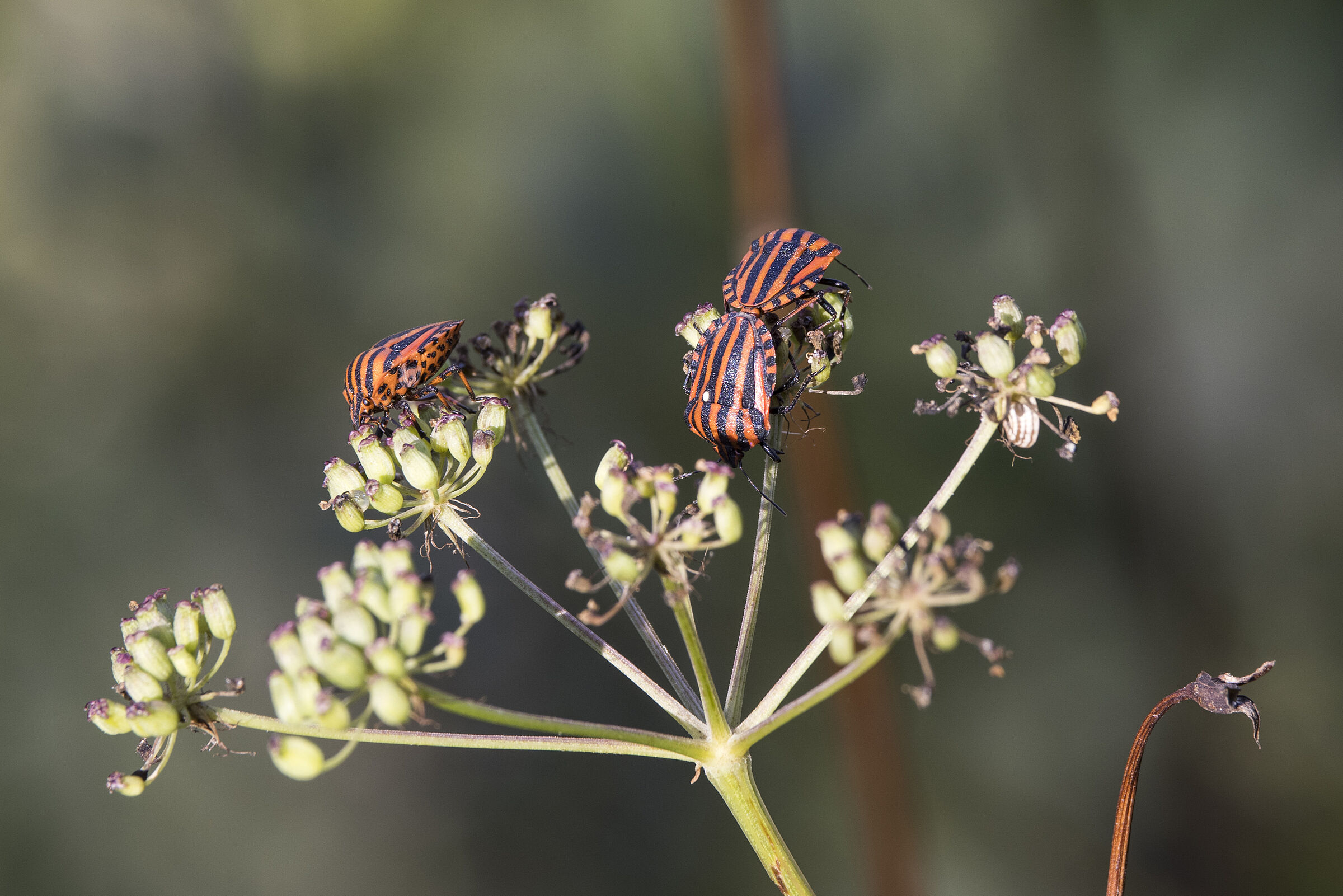 Streifenwanze (Graphosoma italicum) (Bild: Gudrun Müller)