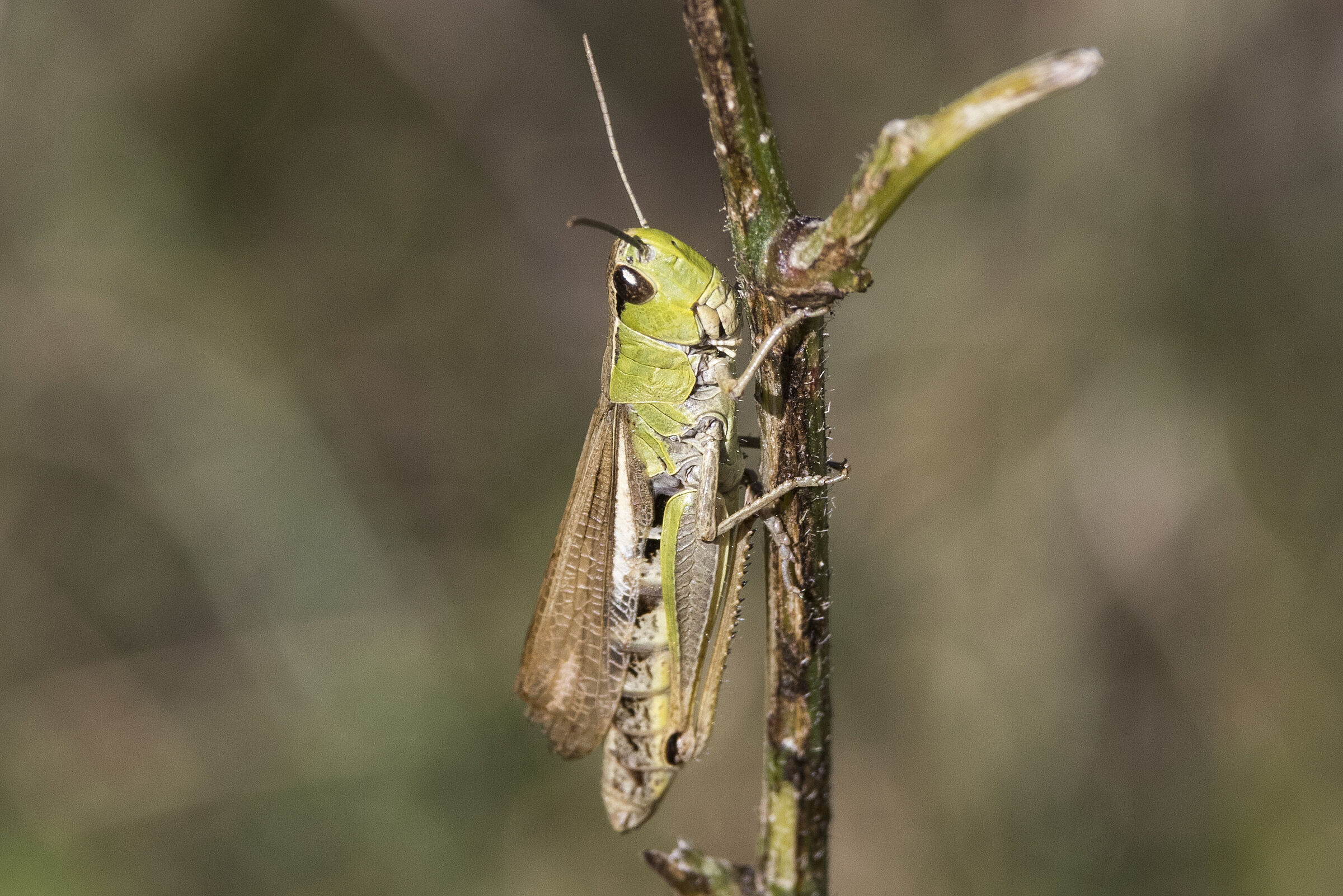 Wiesengrashüpfer (Chorthippus dorsatus) (Bild: Gudrun Müller)