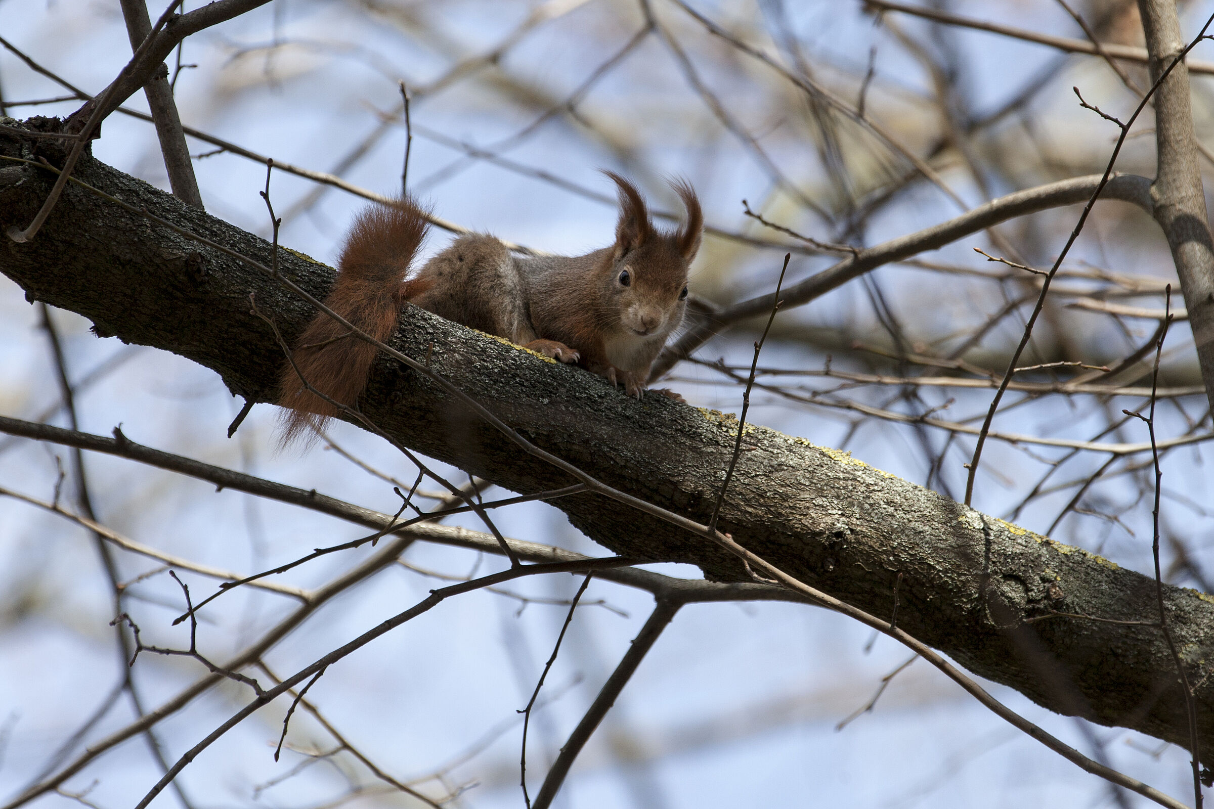 Eichhörnchen - Sciurus vulgaris