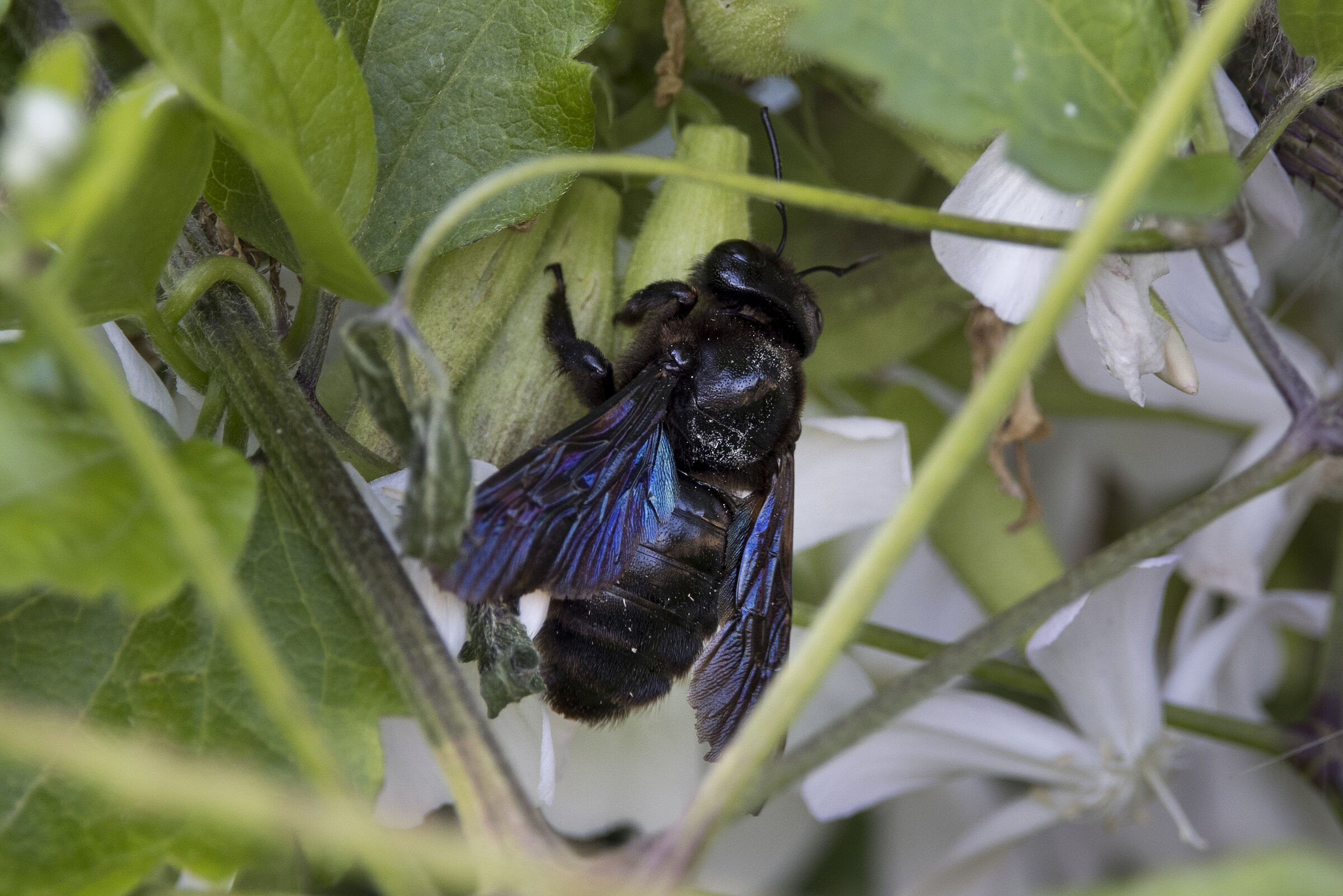 Große Holzbiene - Xylocopa violacea