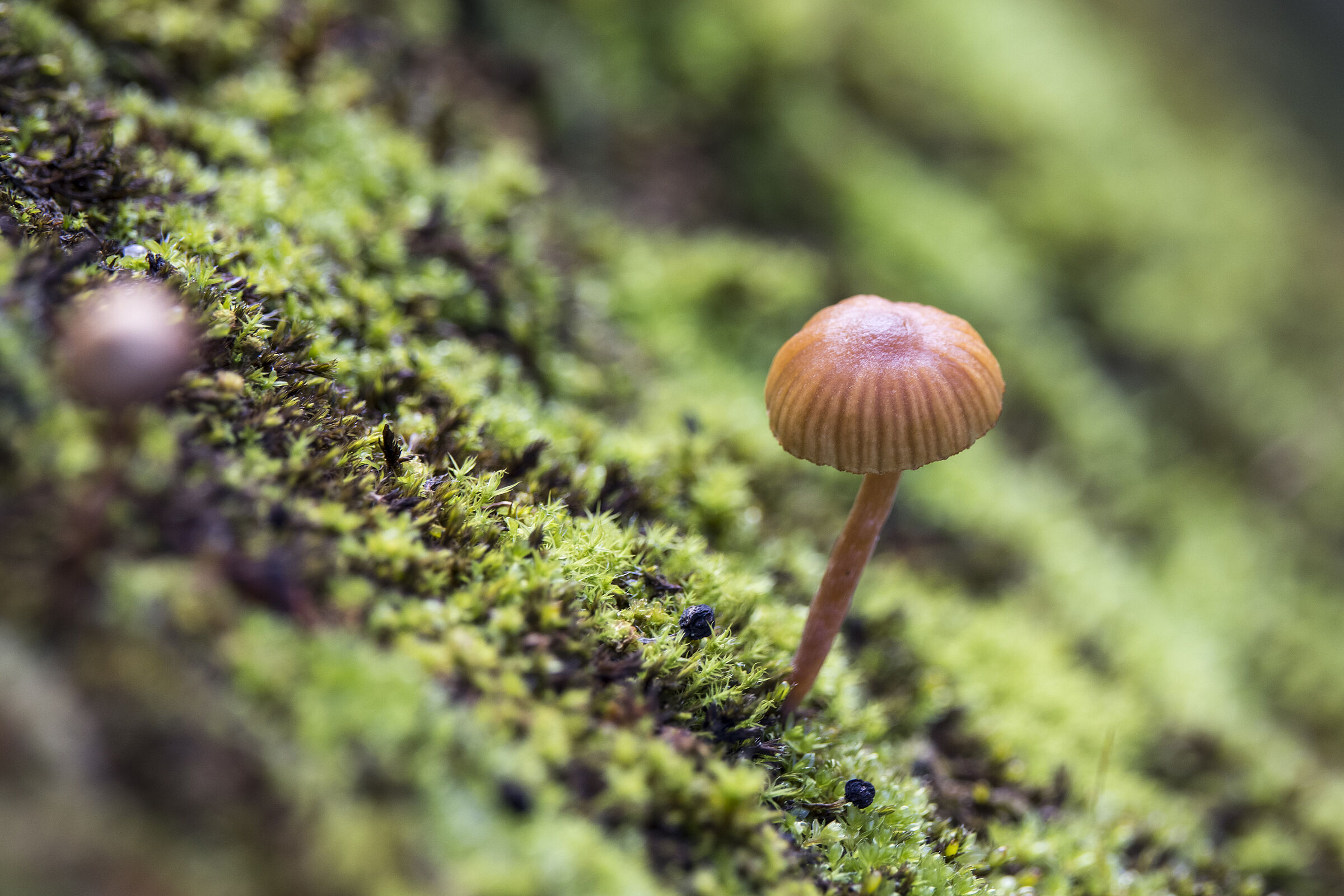 Pilz auf Moos