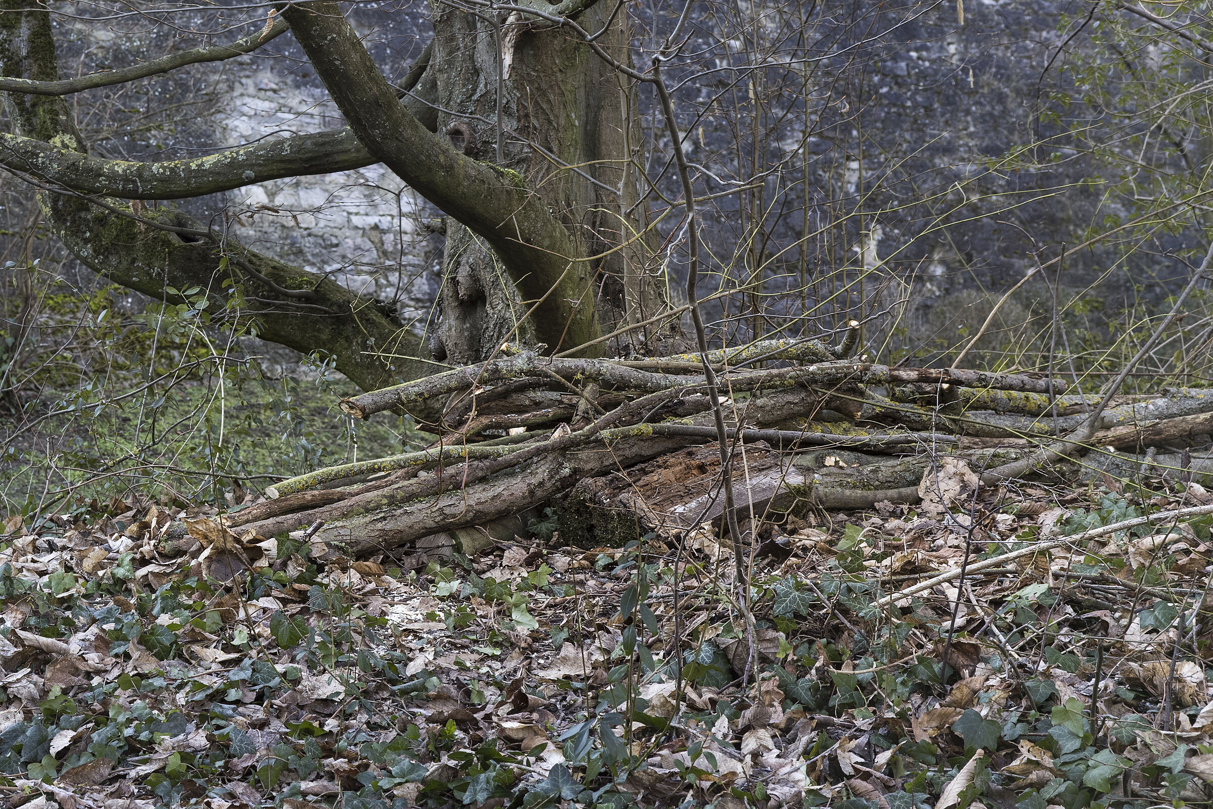 Liegender Totholzhaufen