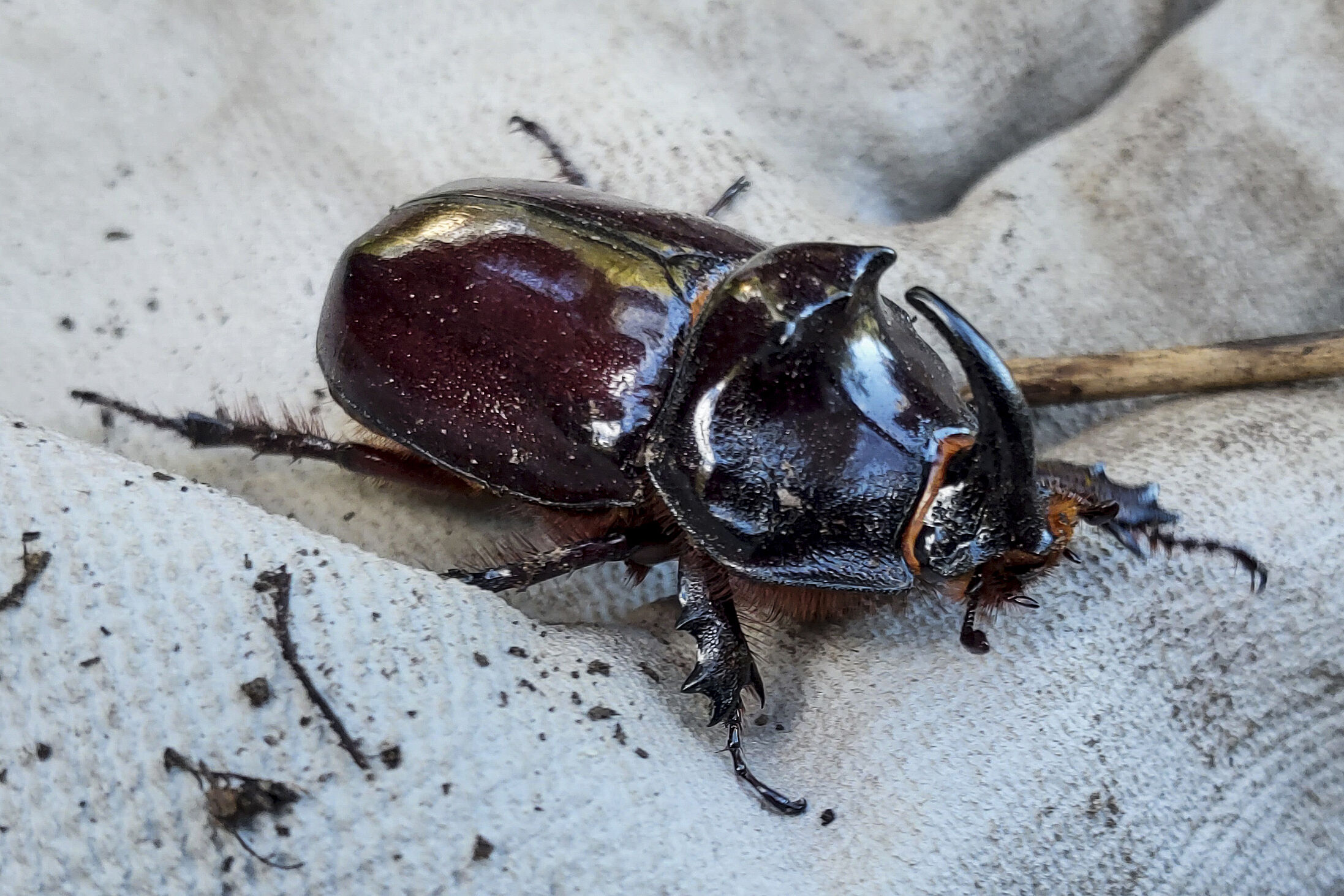 Nashornkäfer - Oryctes nasicornis