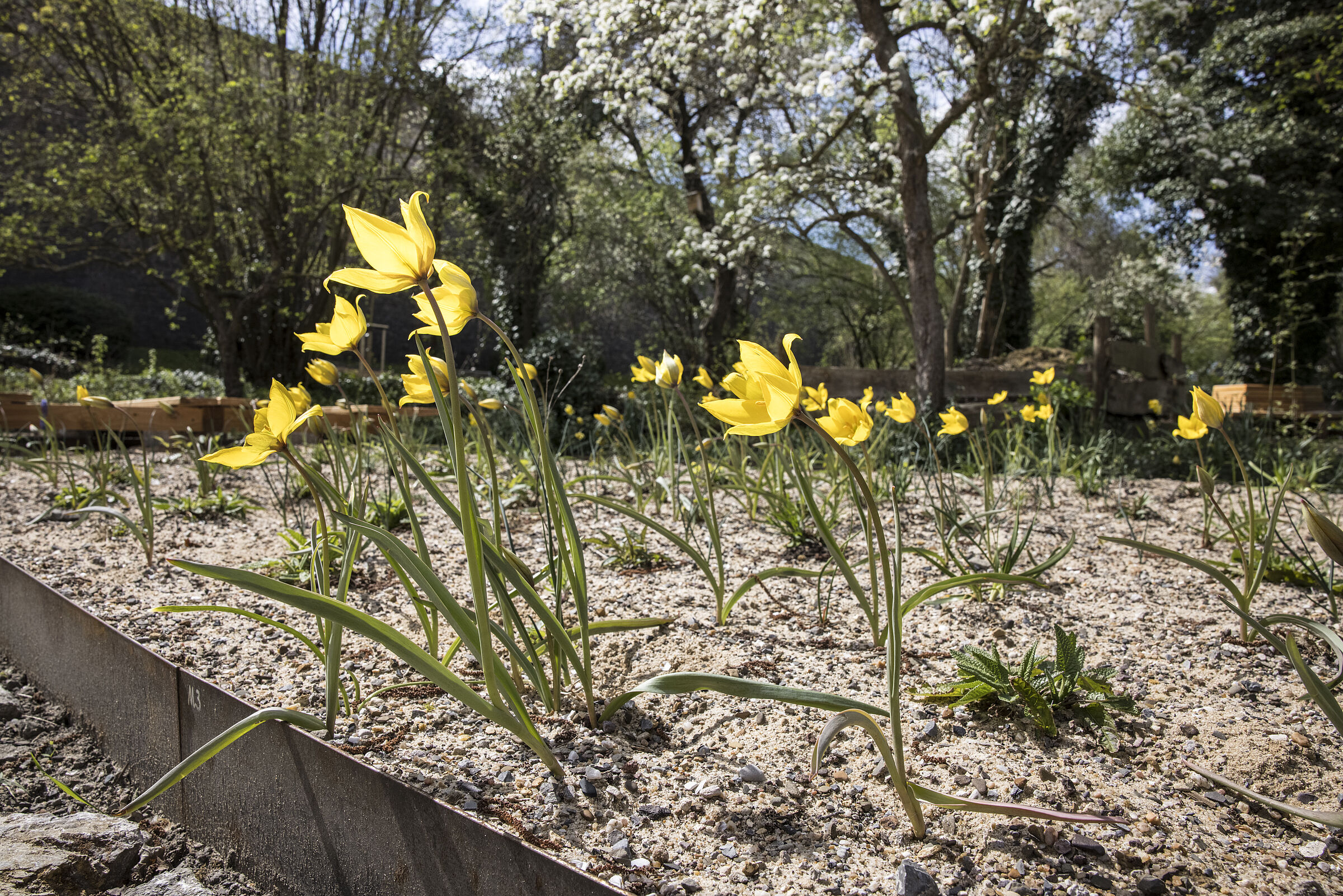 15.04.2022 Die Weinbergstulpen - Tulipa sylvestris und Obstbäume blühen. Beides gute Nektarlieferanten für unsere Insektenwelt.