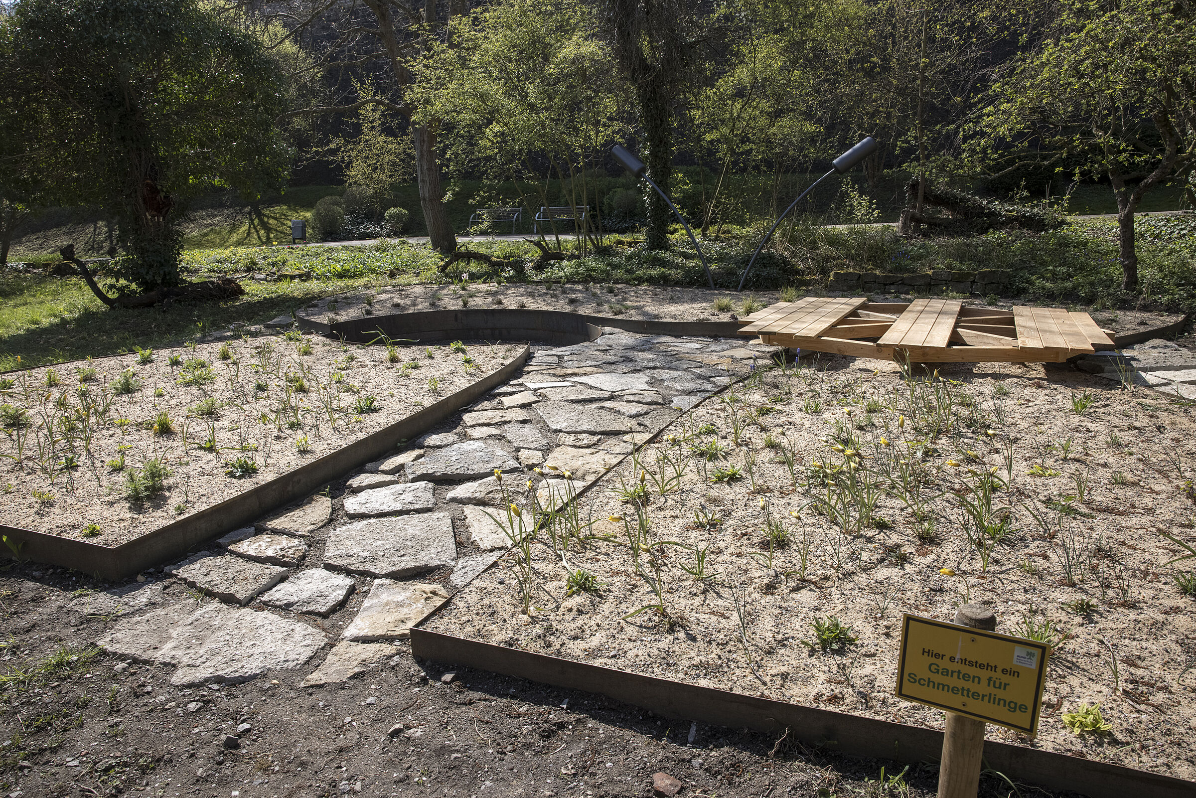 2. April 2022 Frühlingserwachen, die Weinbergstulpen blühen auf und ein Teil der Platten wurde schon verlegt