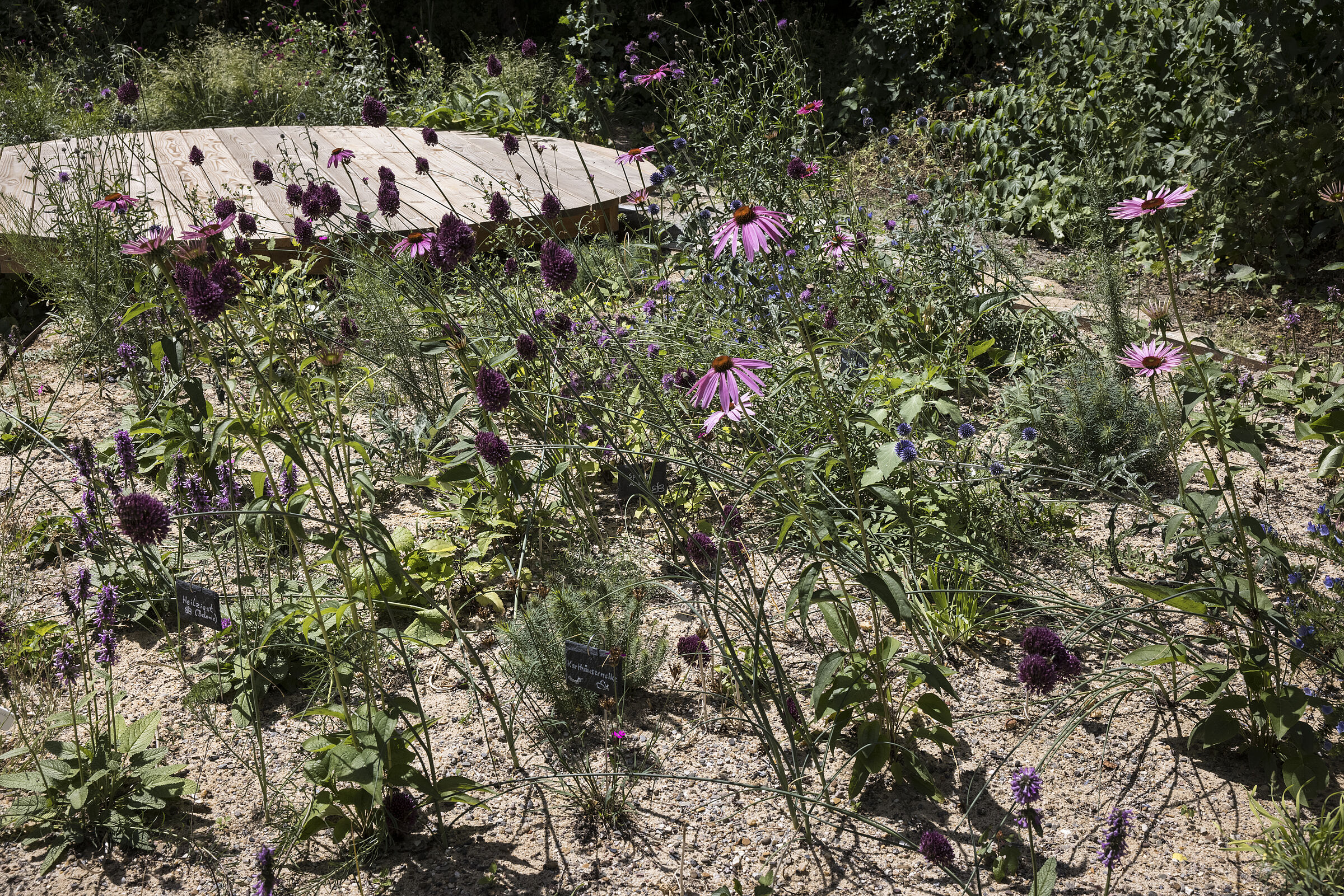 02. Juli 2022: Typische Nektarpflanzen wie z.B. Purpur-Sonnenhut - Echinacea purpurea, Kugellauch (Allium sphaerocephalon) und Kugeldistel - (Echinops ritro) Bild: Gudrun Müller