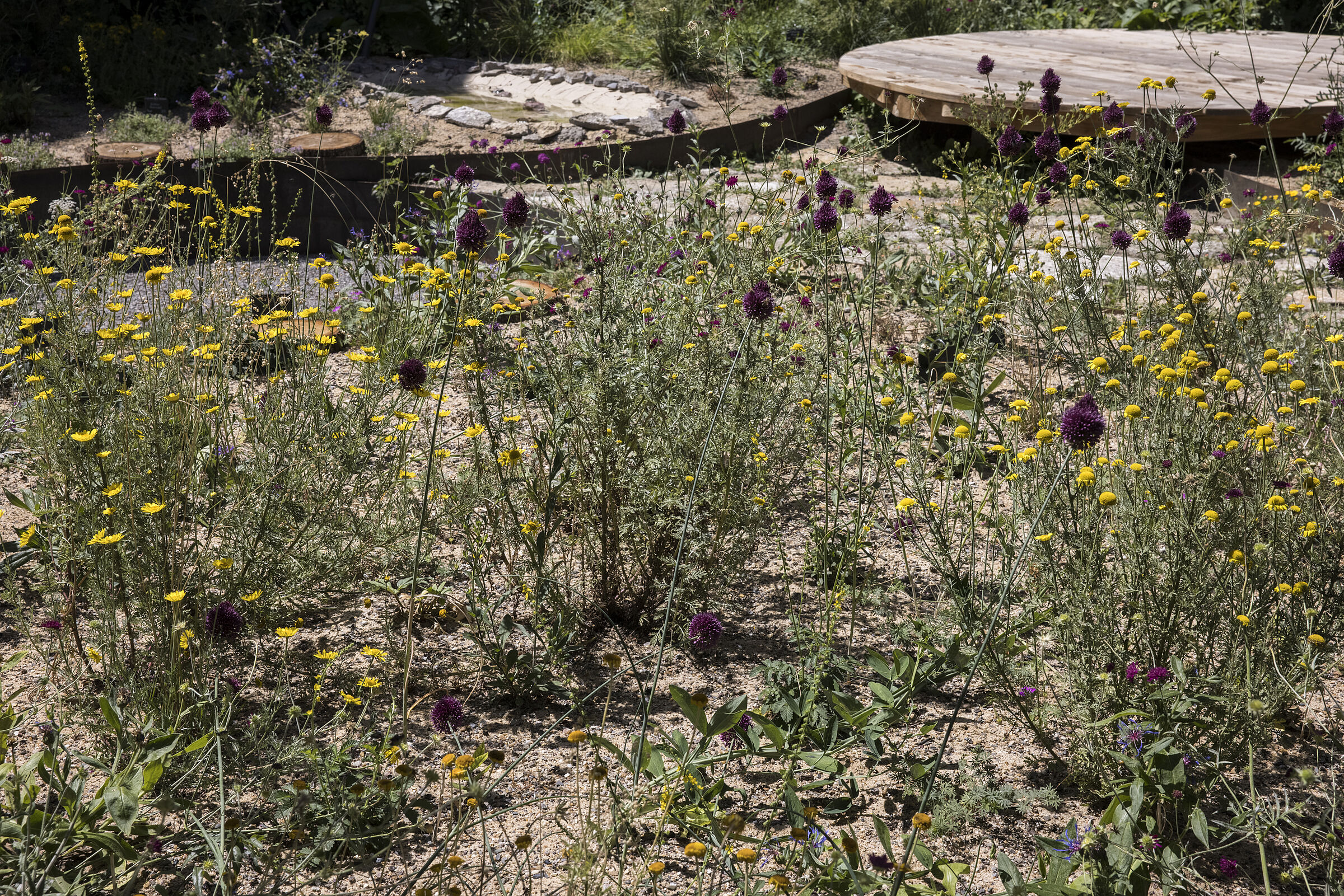 02. Juli 2022: Typischen Raupenfutterpflanzen wie z.B. die leuchtend gelben Färberkamille - (Anthemis tinctoria)