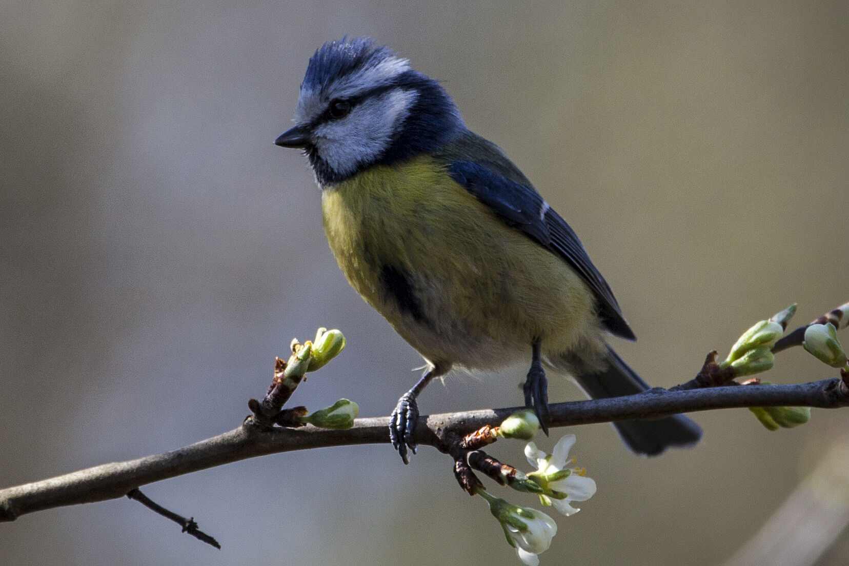 Blaumeise - Cyanistes caeruleus