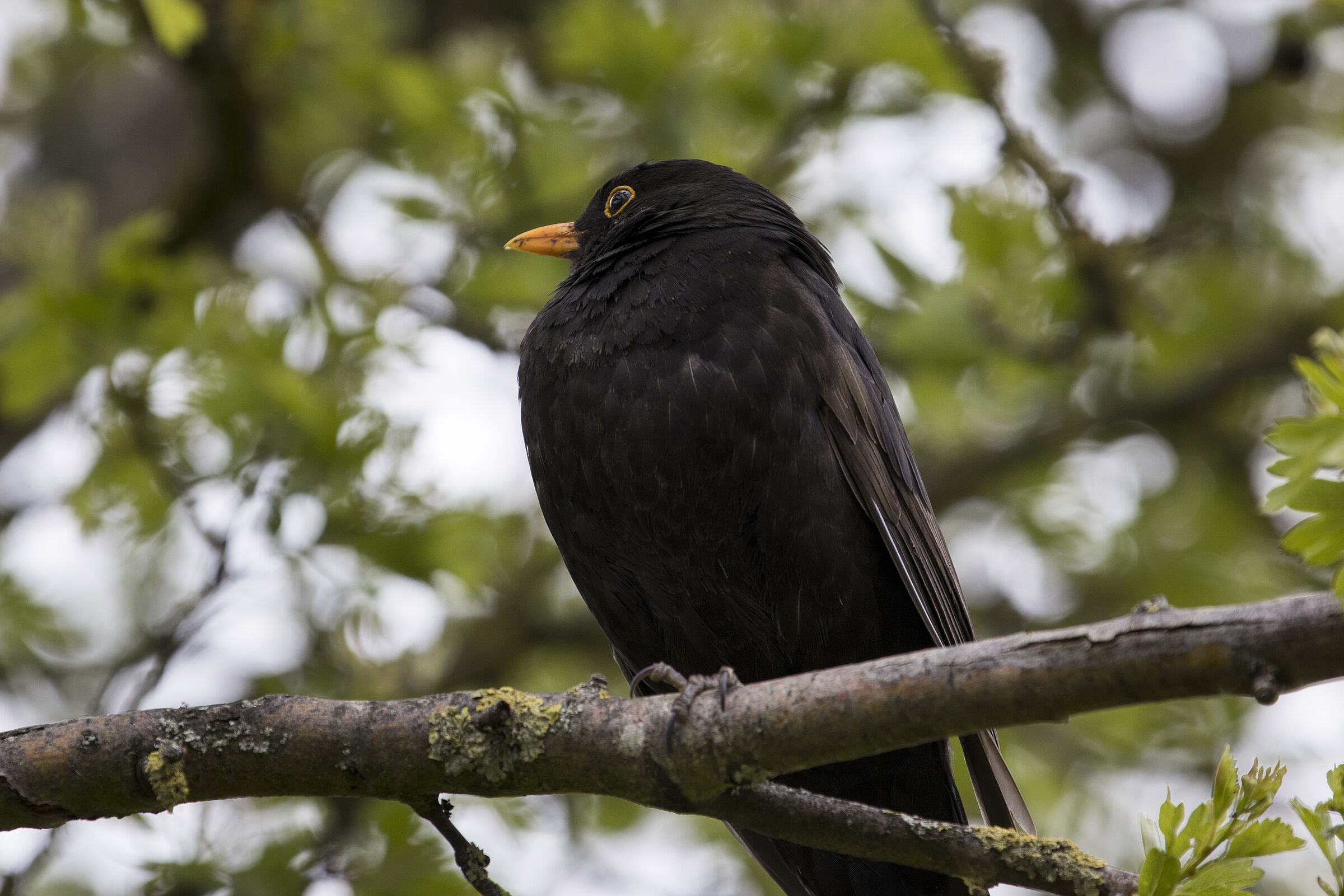 Amsel - Turdus merula