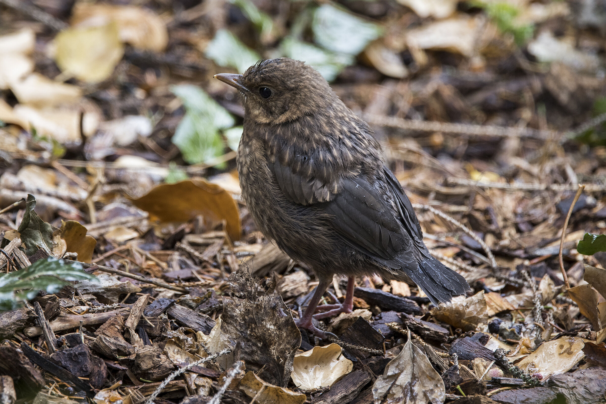 Amsel - Turdus merula, flügger Jungvogel